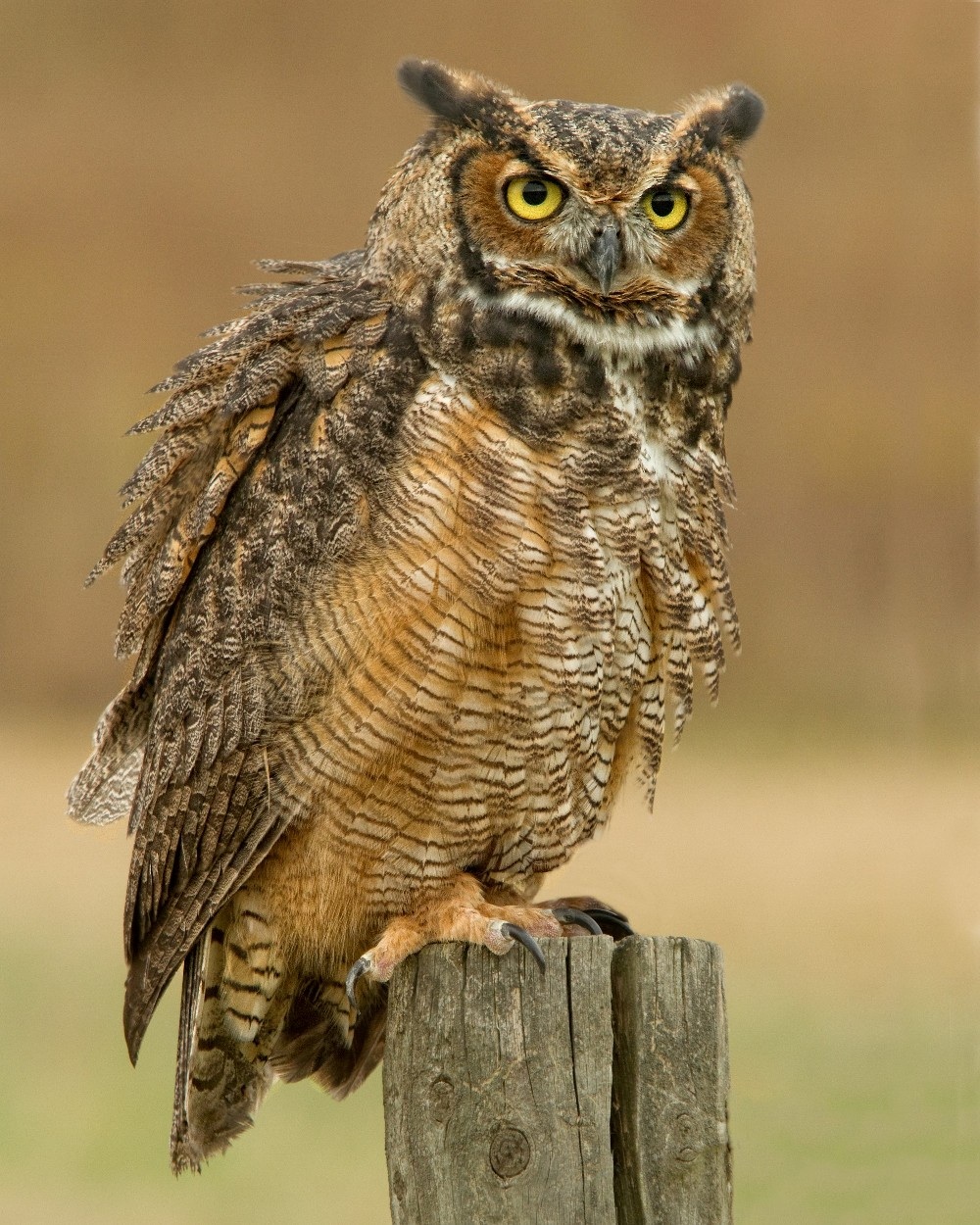 Hiboux the Great Horned Owl