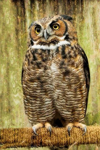 Twitter the Great Horned Owl