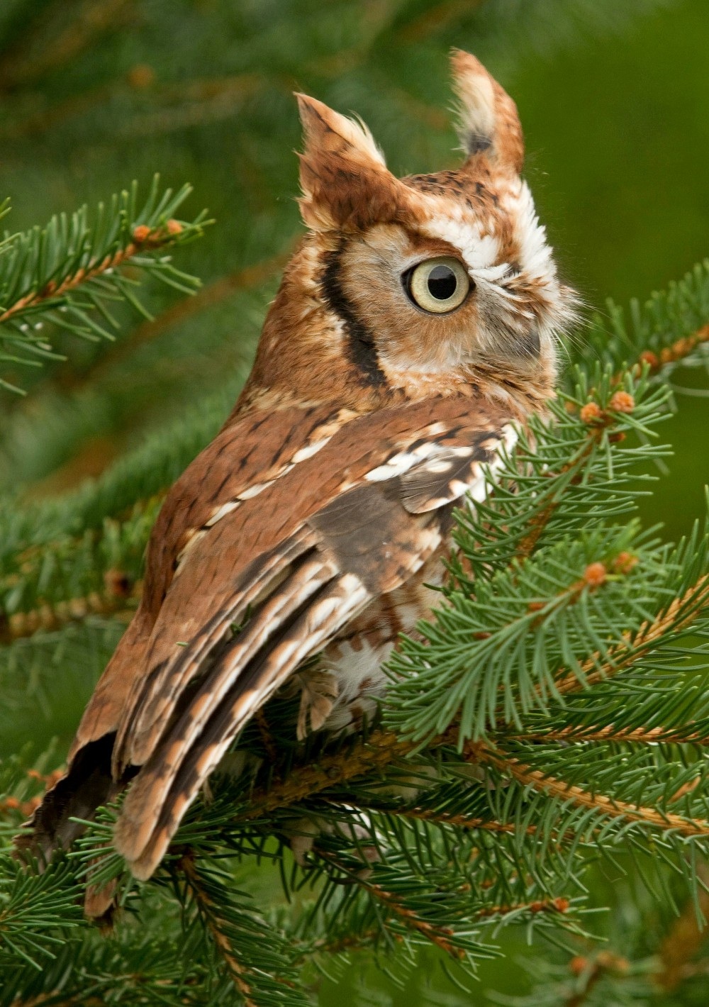 Ruby the Eastern Screech Owl
