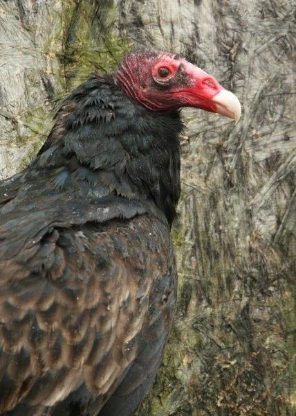 Ichabod the Turkey Vulture