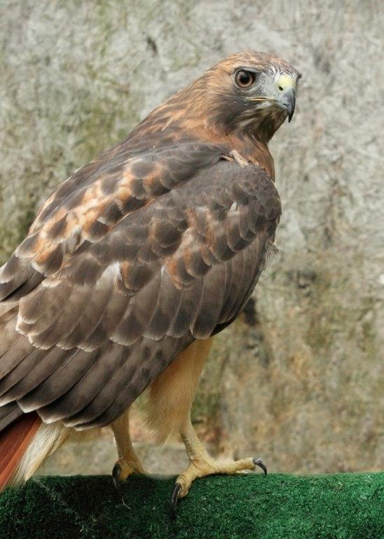 Apollo the Red-Tailed Hawk