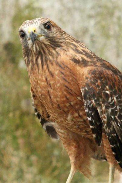 Artemis the Red Shouldered Hawk