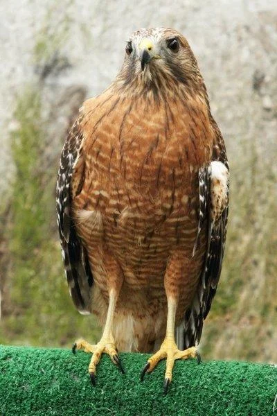 Henna the Red Shouldered Hawk
