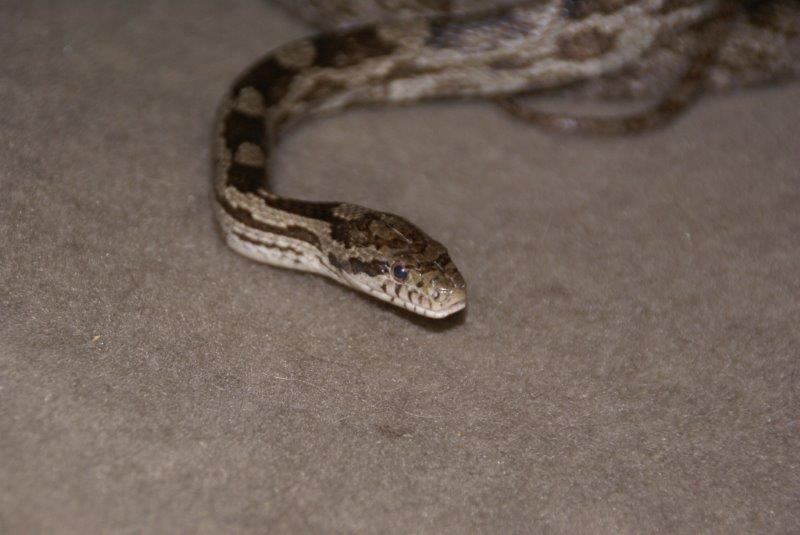 Rusty the Red Rat Snake
