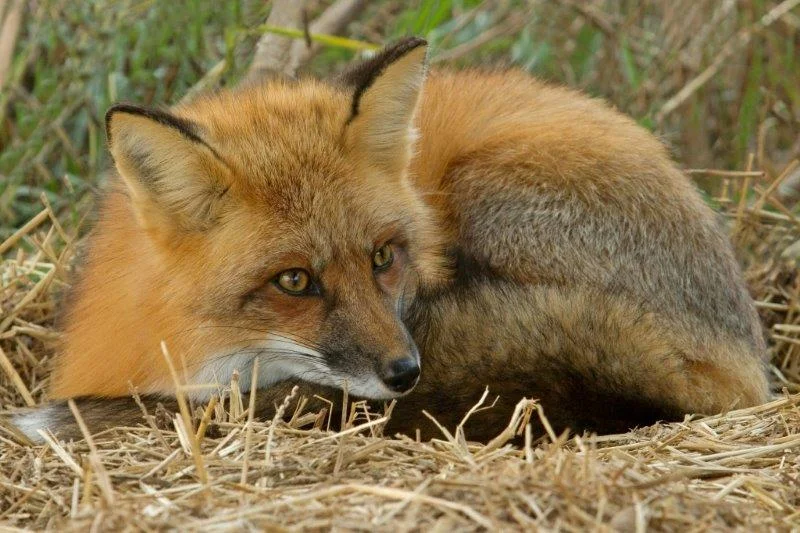 Bo the Fox