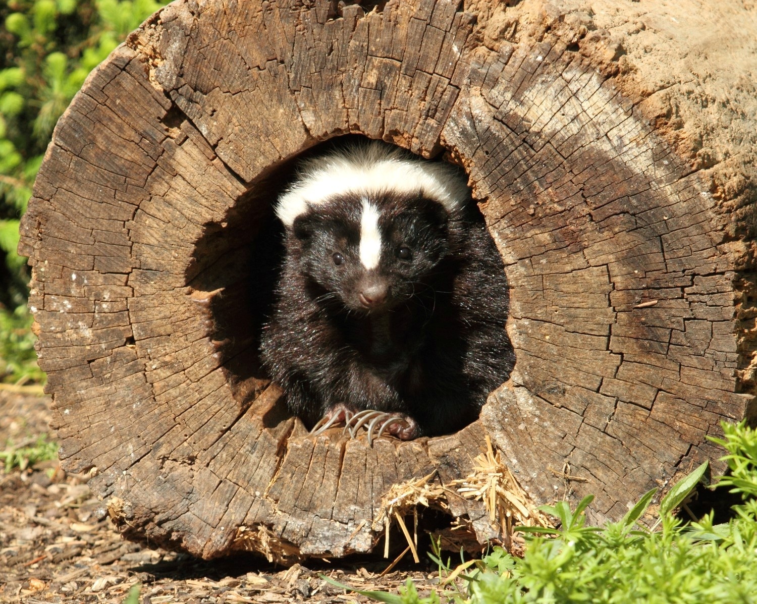 Kale and Nugget the Striped Skunks