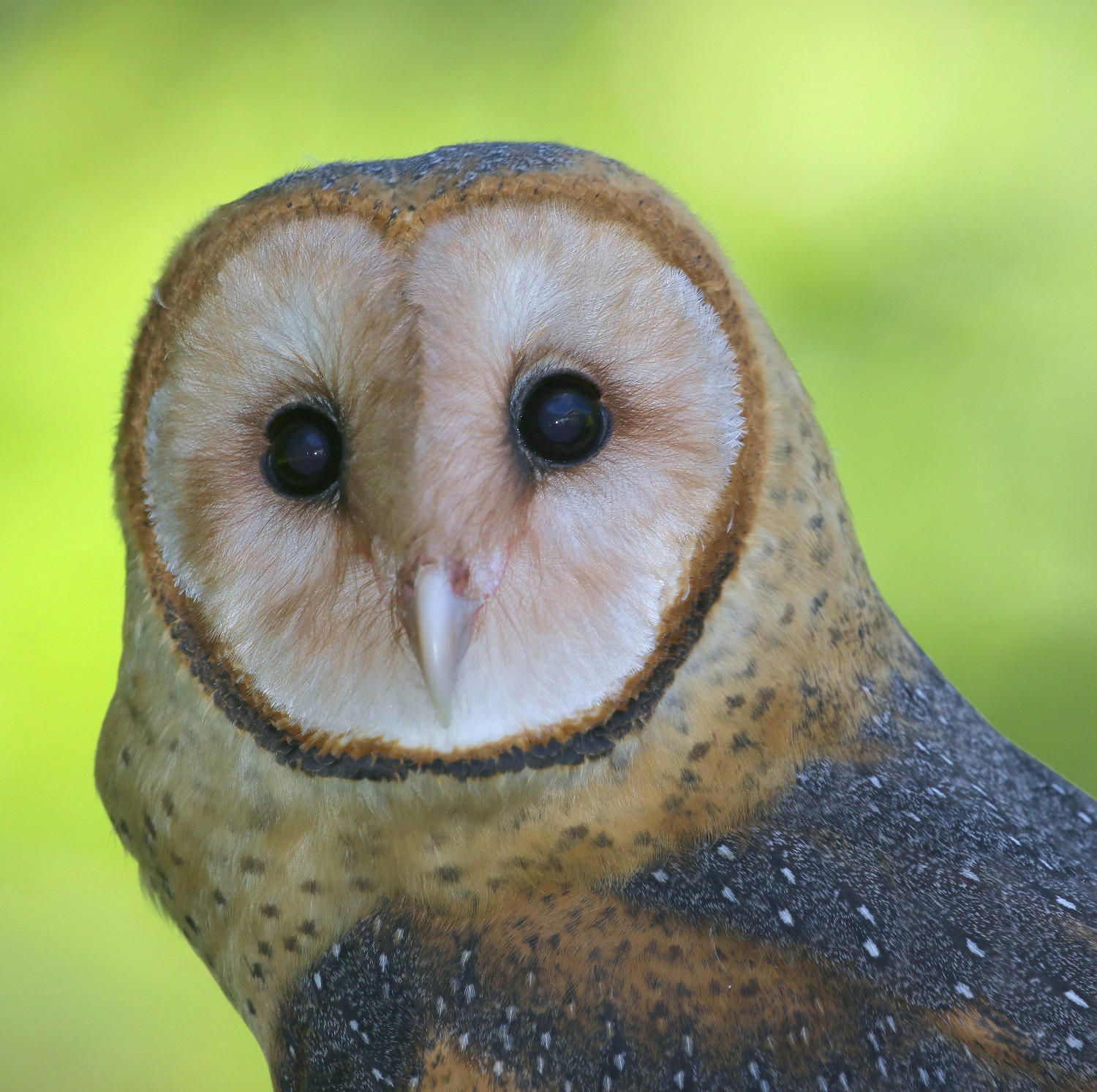 Luna the Barn Owl