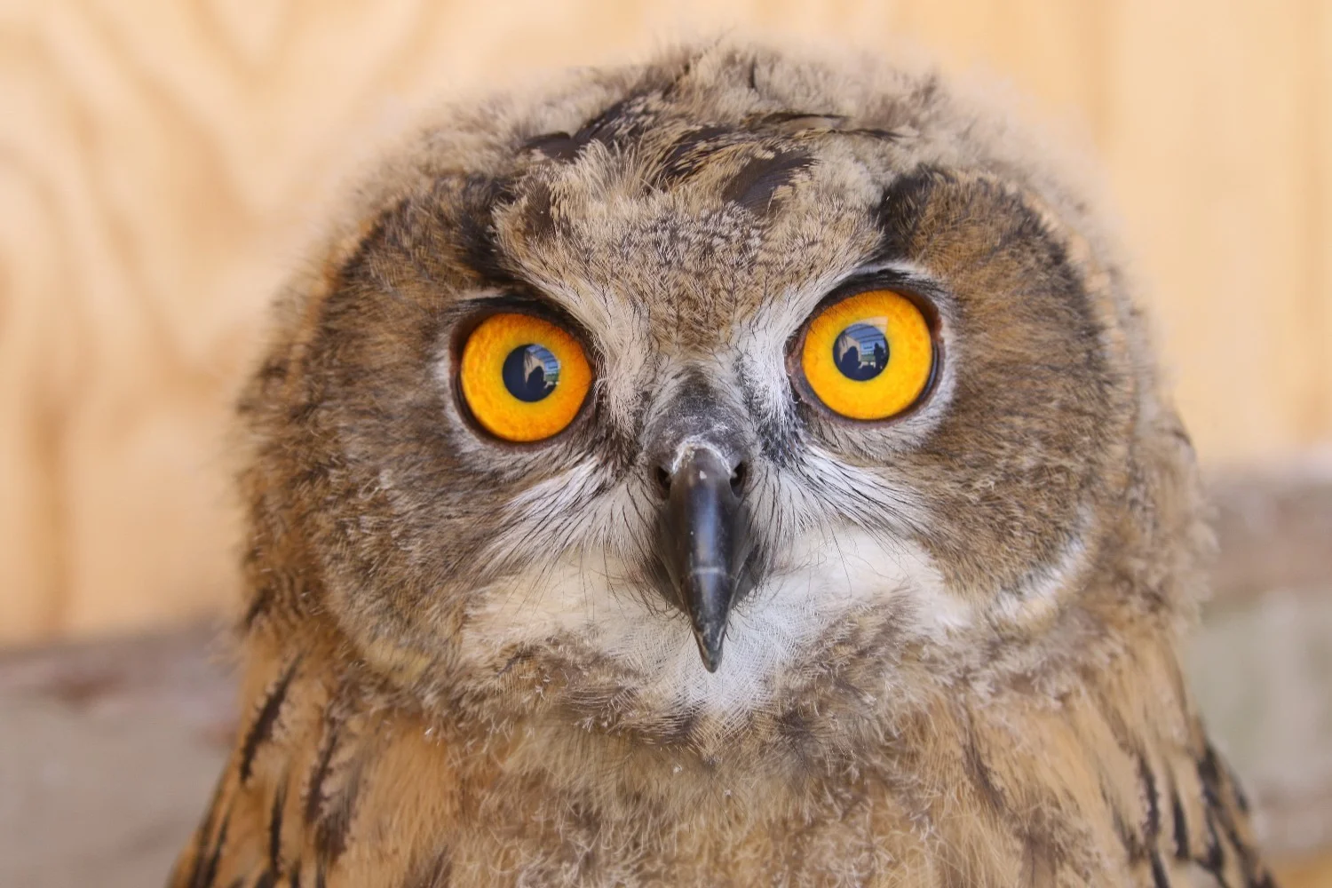 Bellatrix the Eurasian Eagle Owl