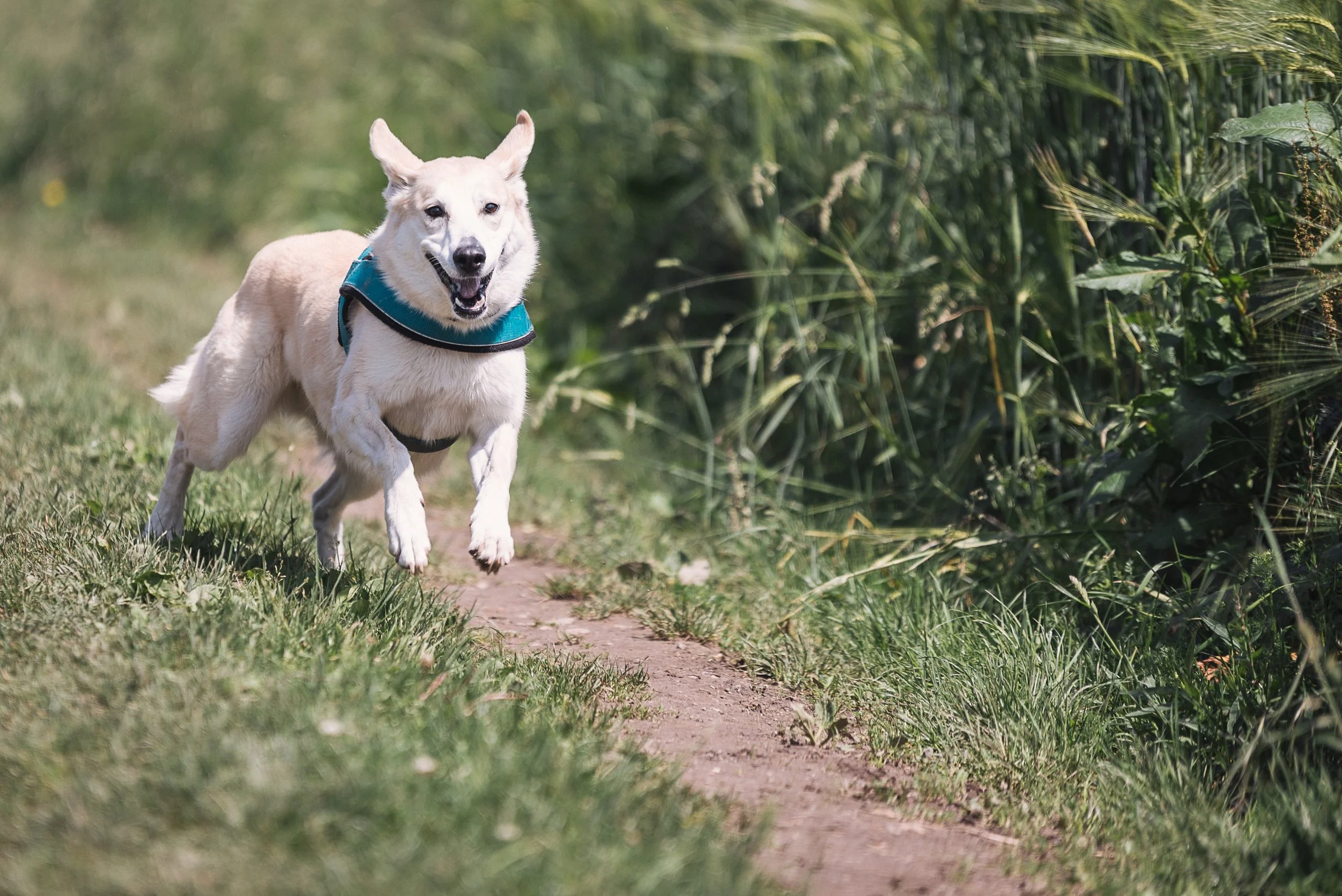 running pup.jpeg