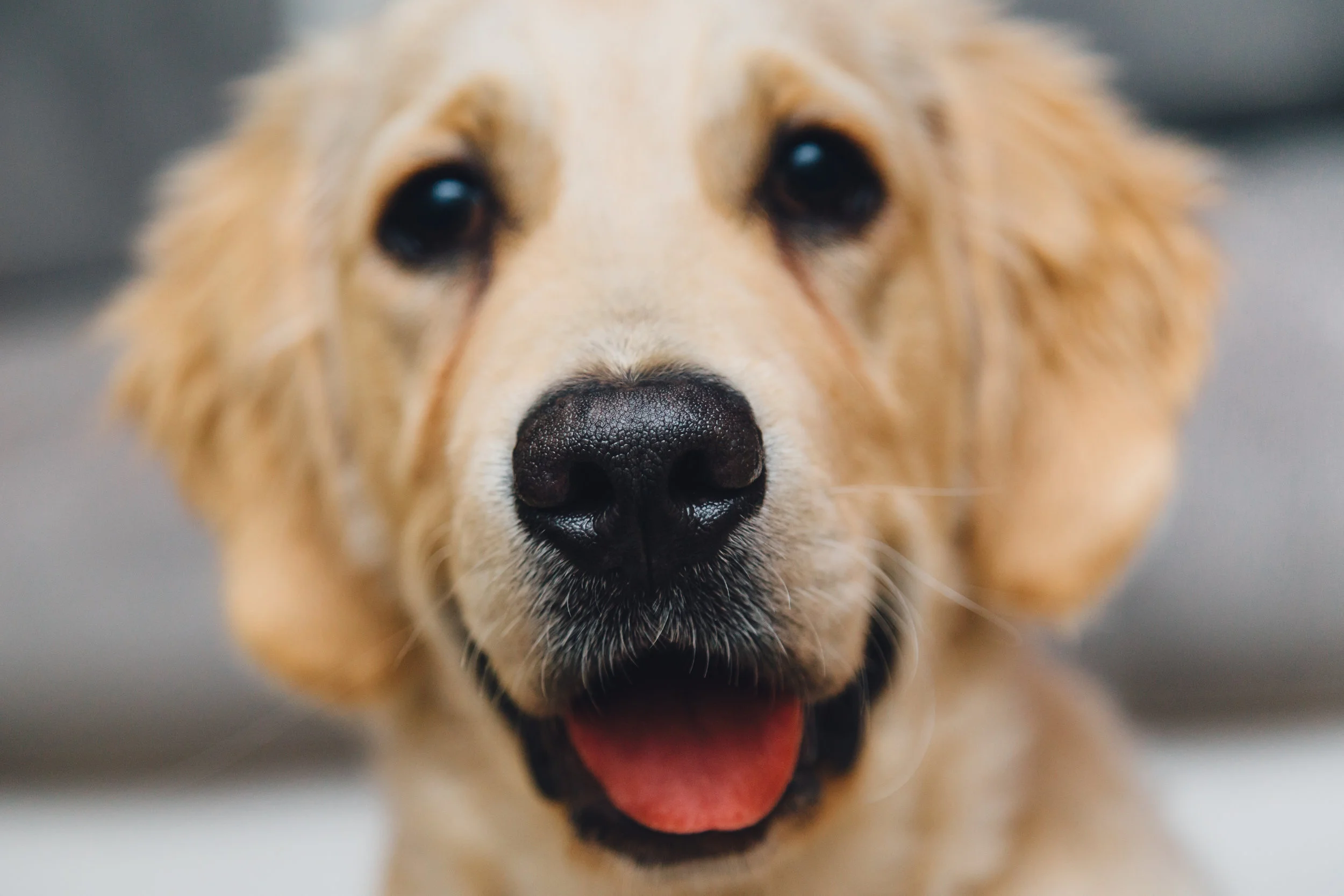 puppy.jpg