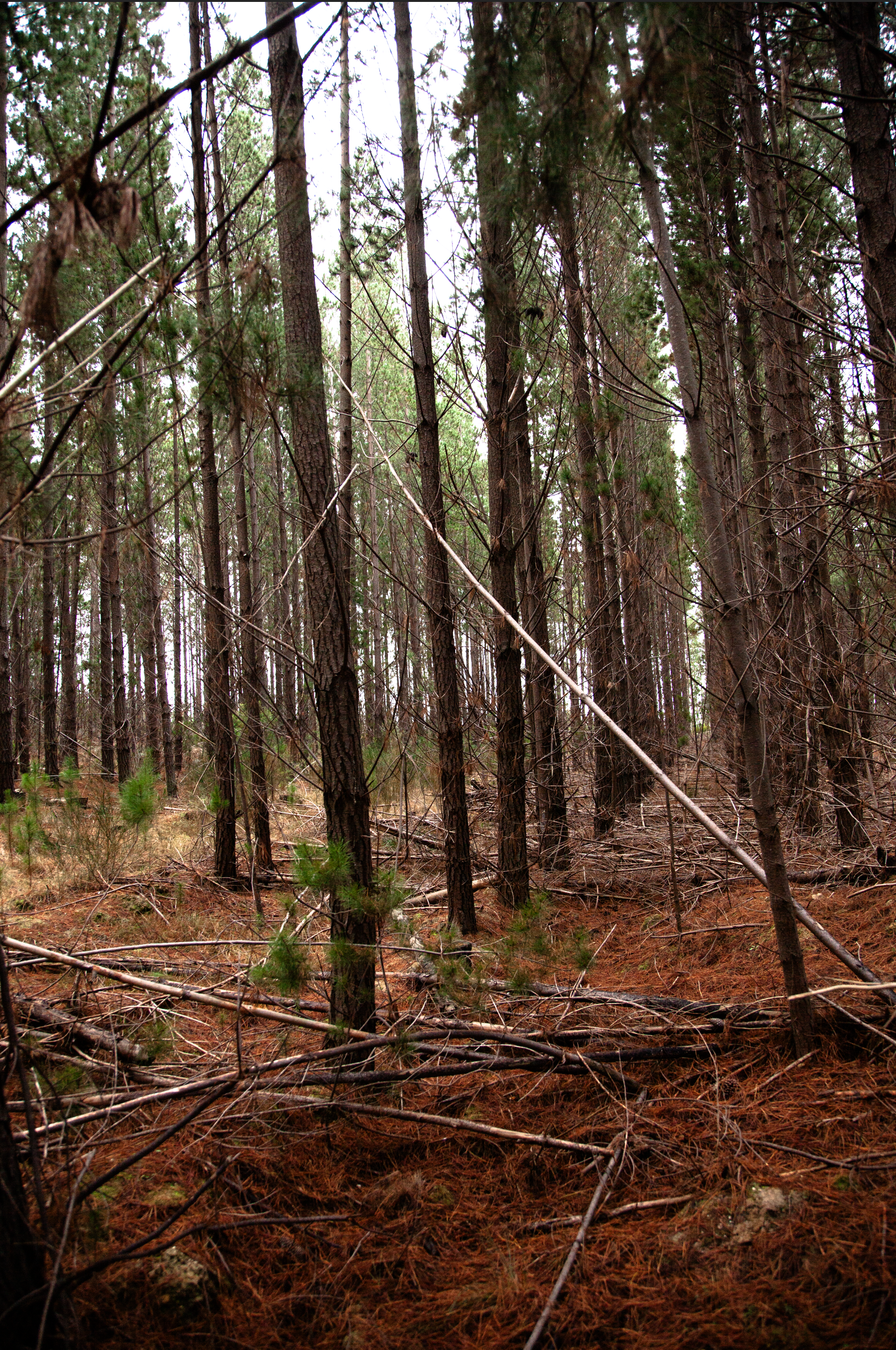 Screen Shot 2024-06-24 at 5.20.32 pm.png