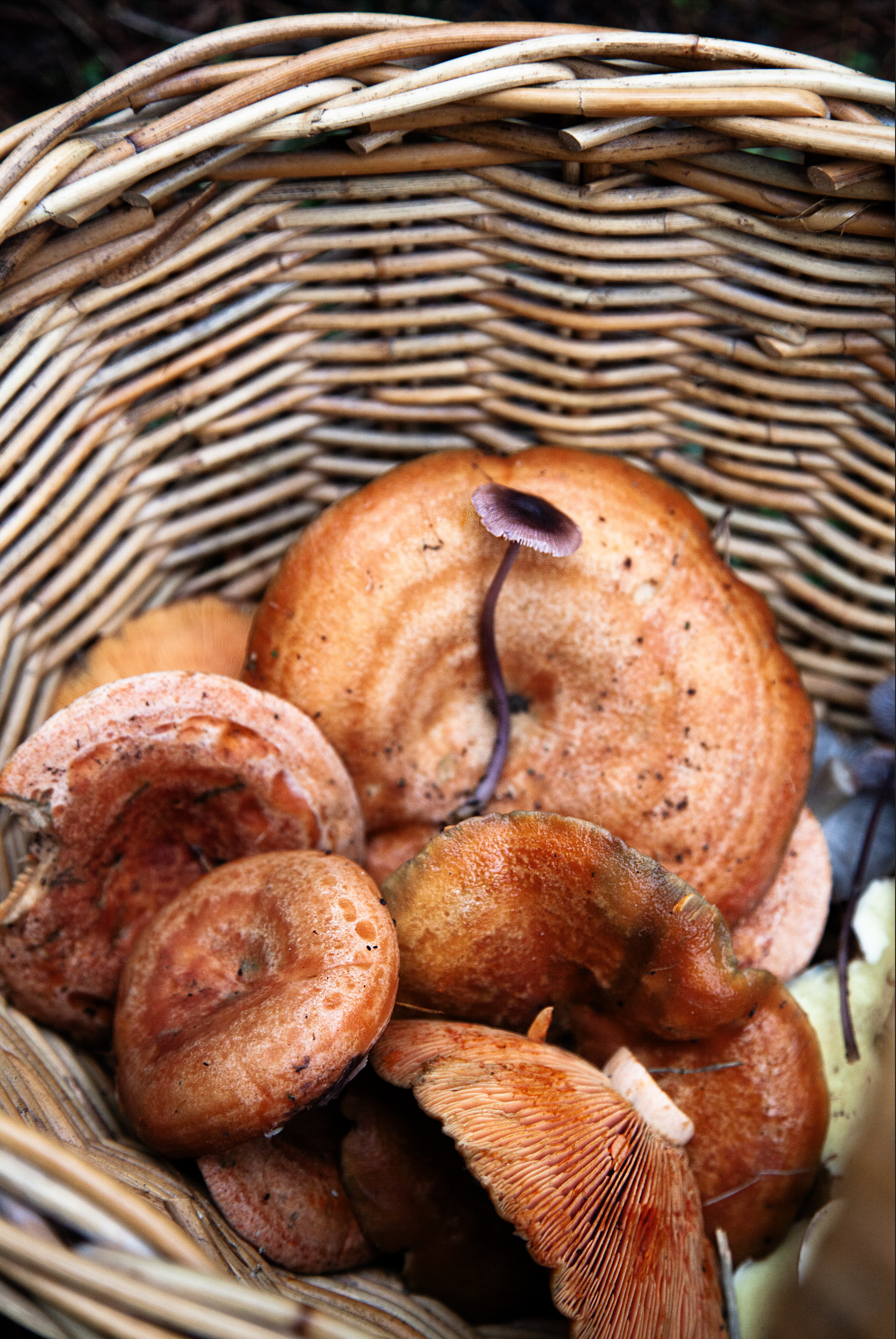 Screen Shot 2024-06-24 at 5.30.18 pm.png