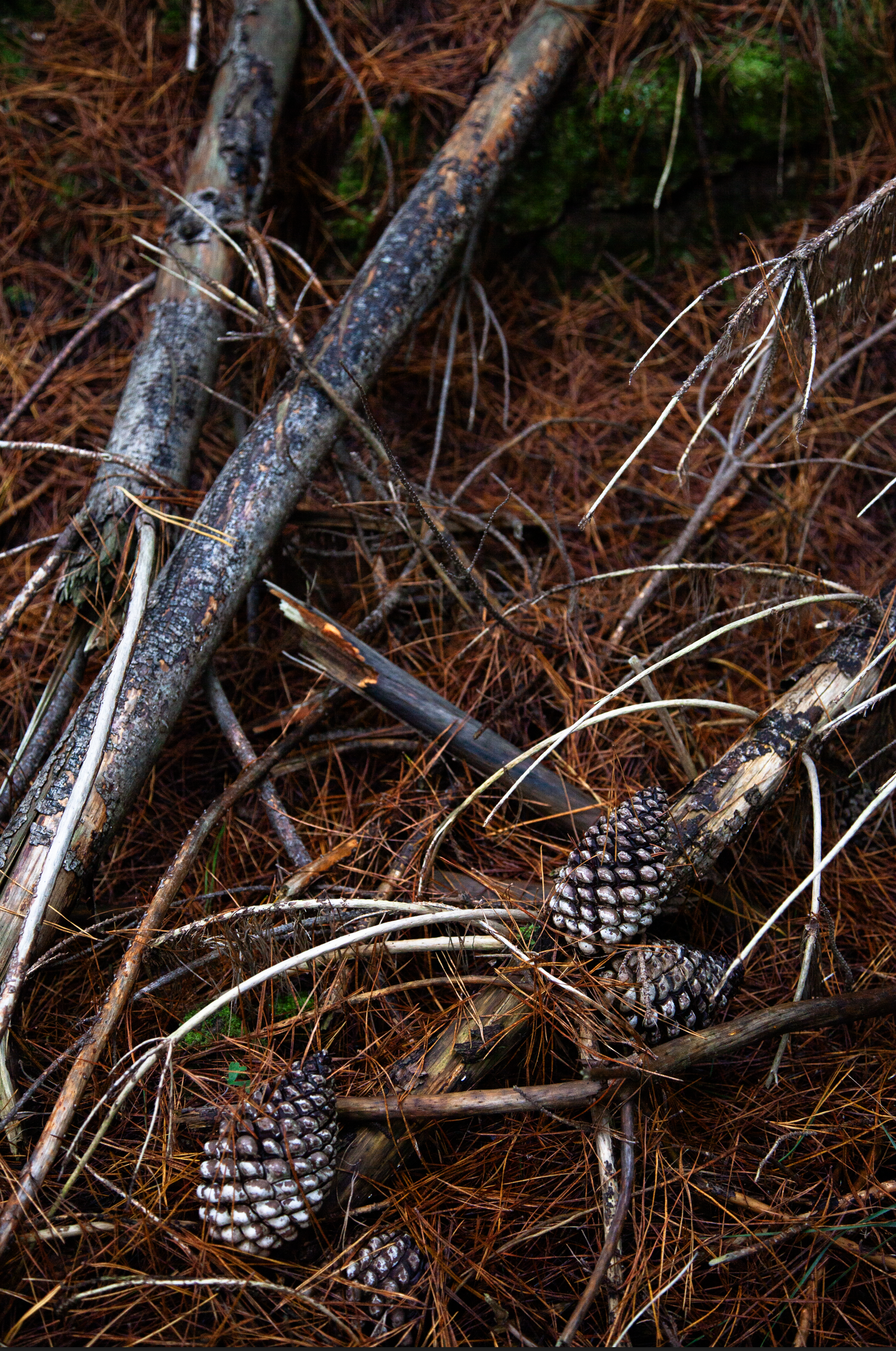 Screen Shot 2024-06-24 at 5.21.49 pm.png