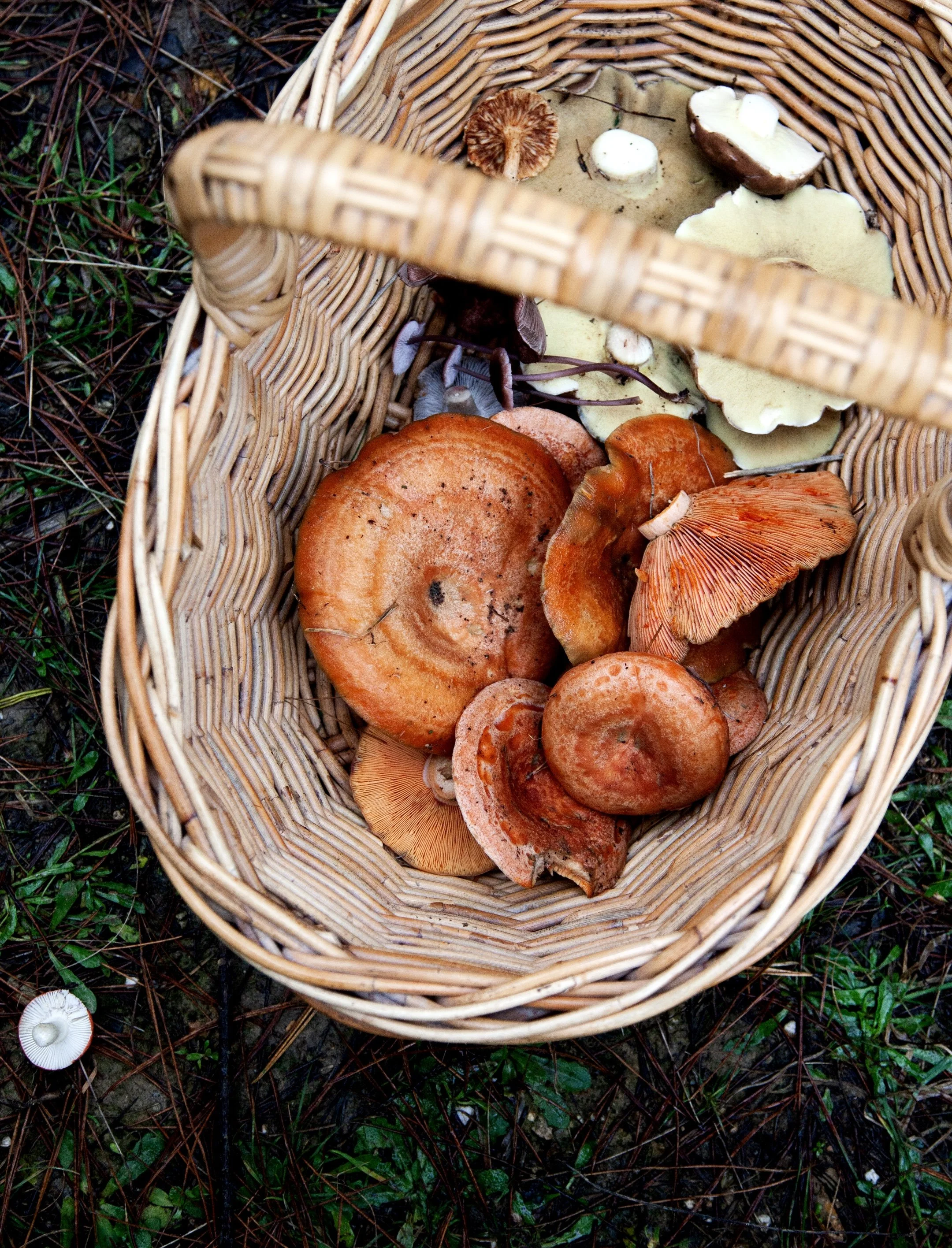 Image 26-6-2024 at 12.31 pm.jpg