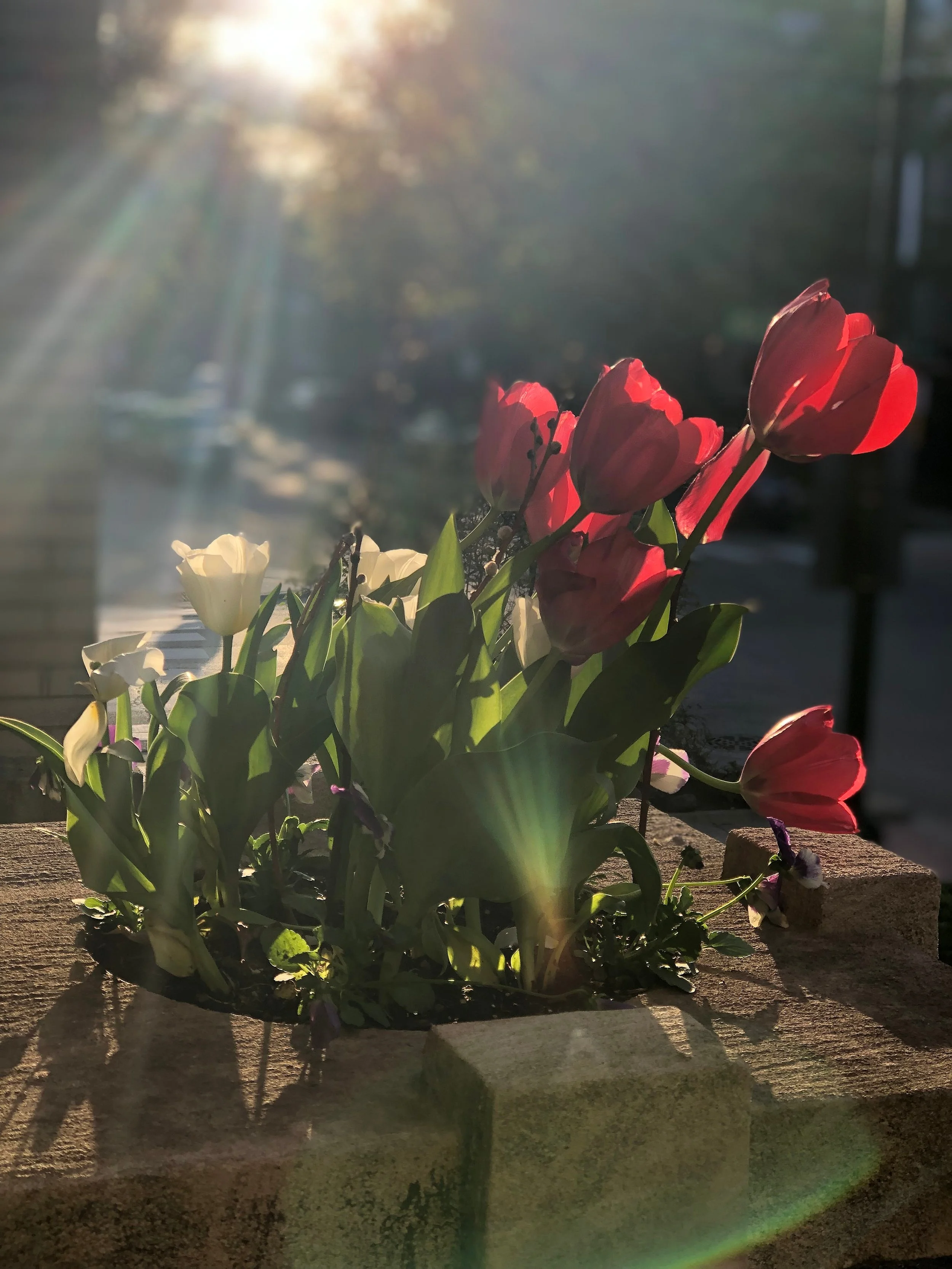 Spring Rays