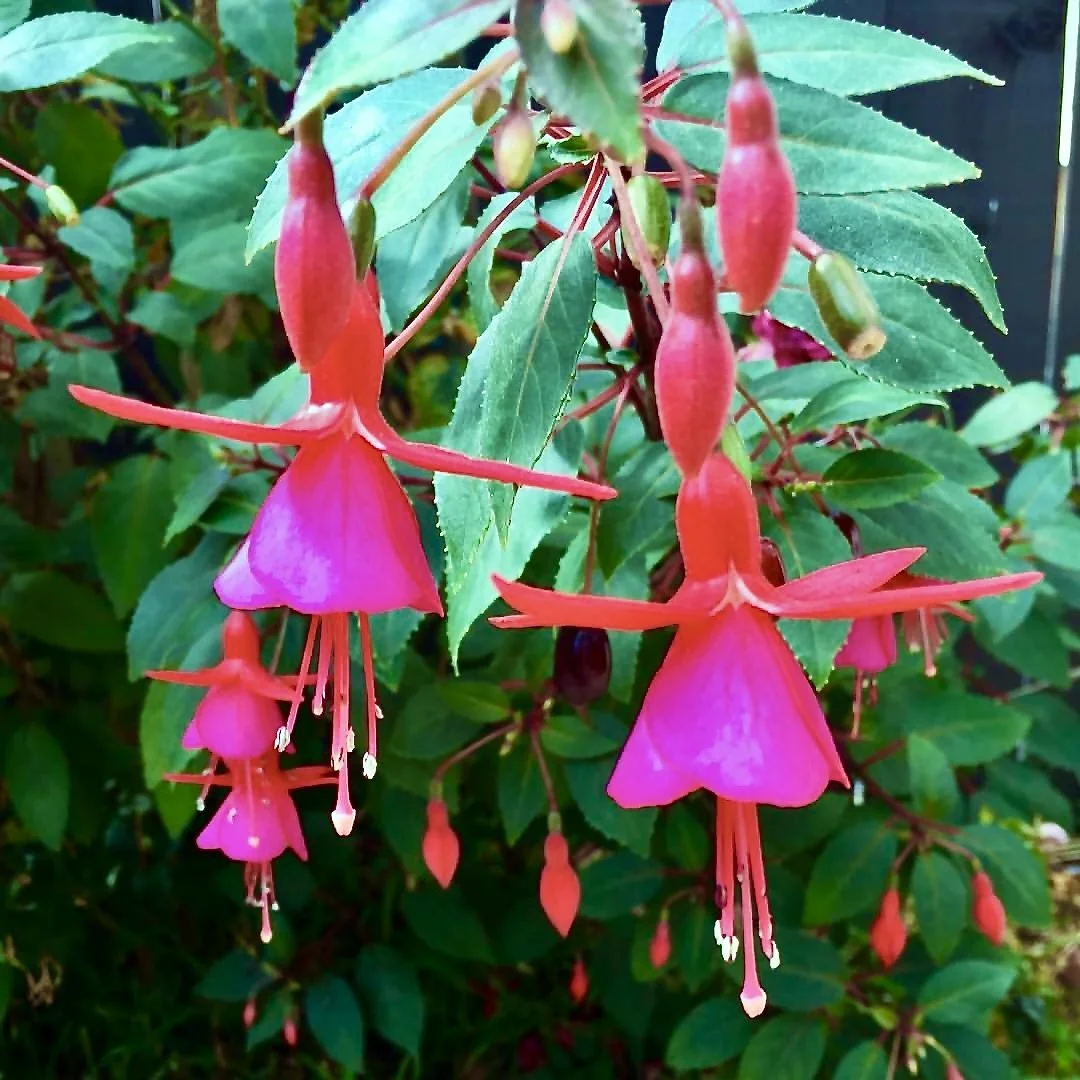 DancingFlowers.JPG