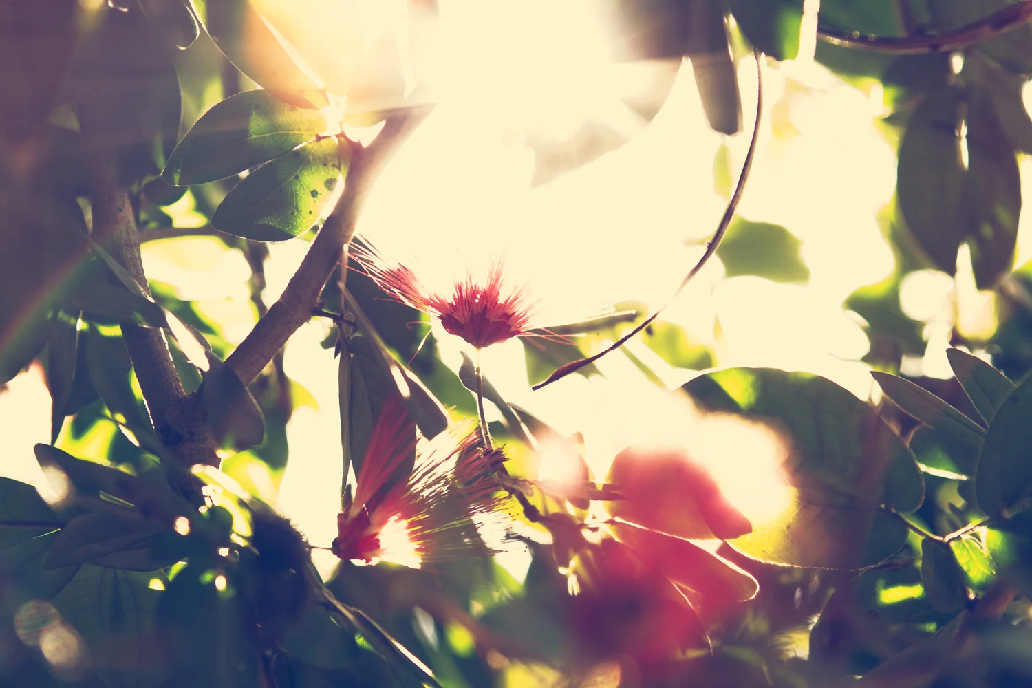 Dreamy Red