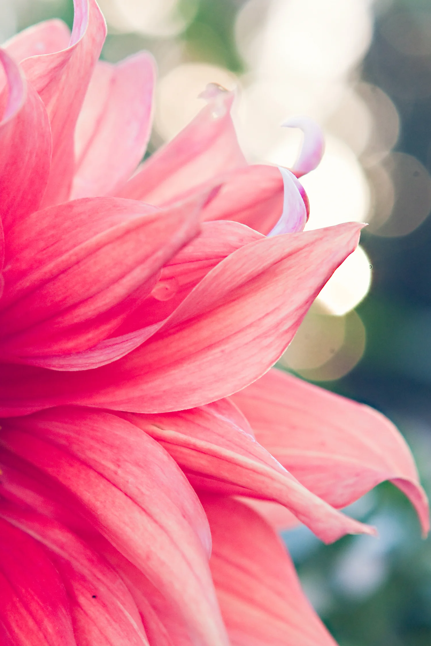 Coral Dahlia