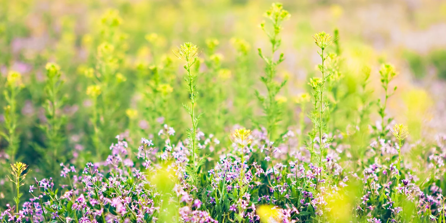 Wildflower Field