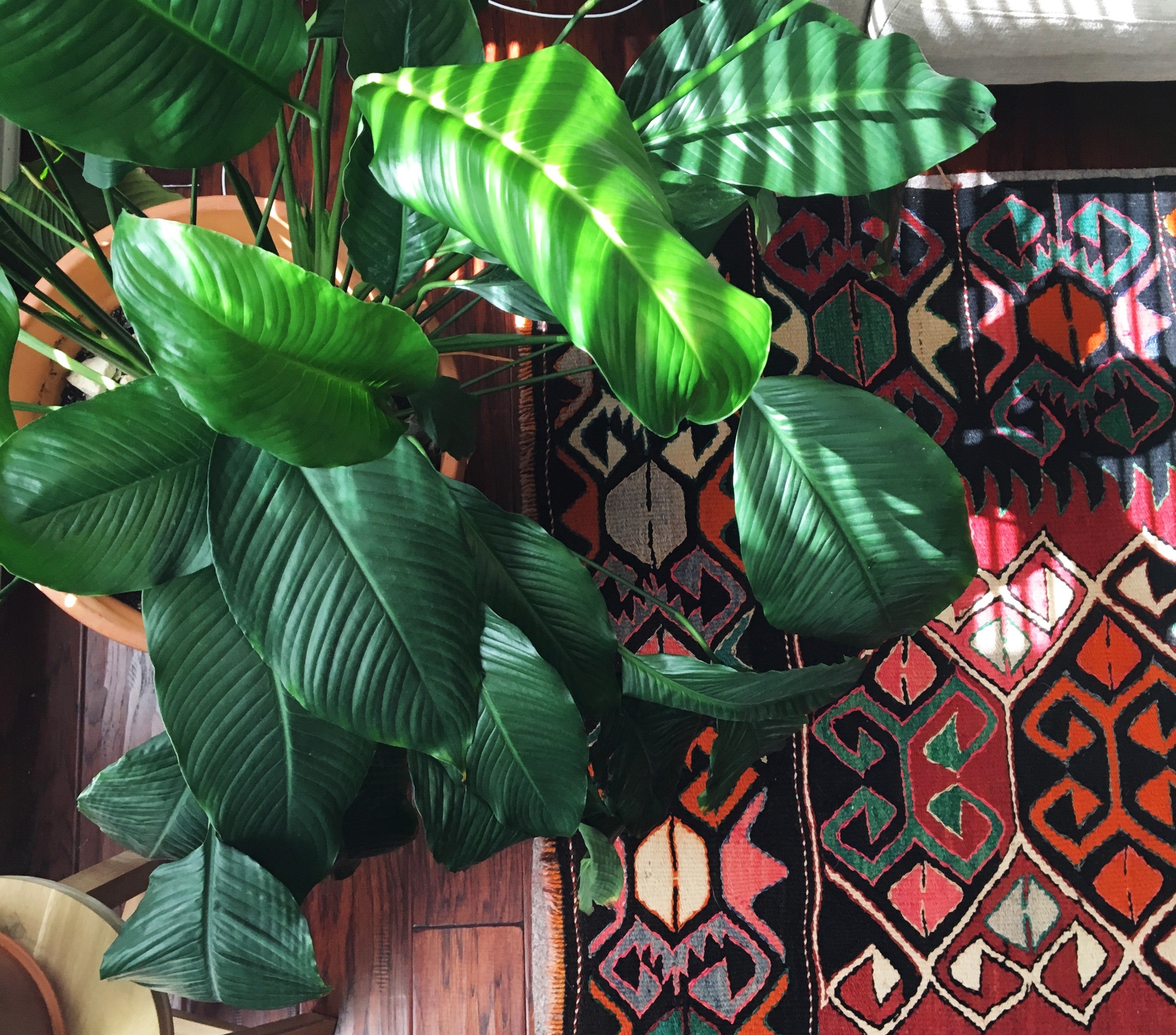 The hardest houseplants to kill. Buy these houseplants if you don't have a green thumb.