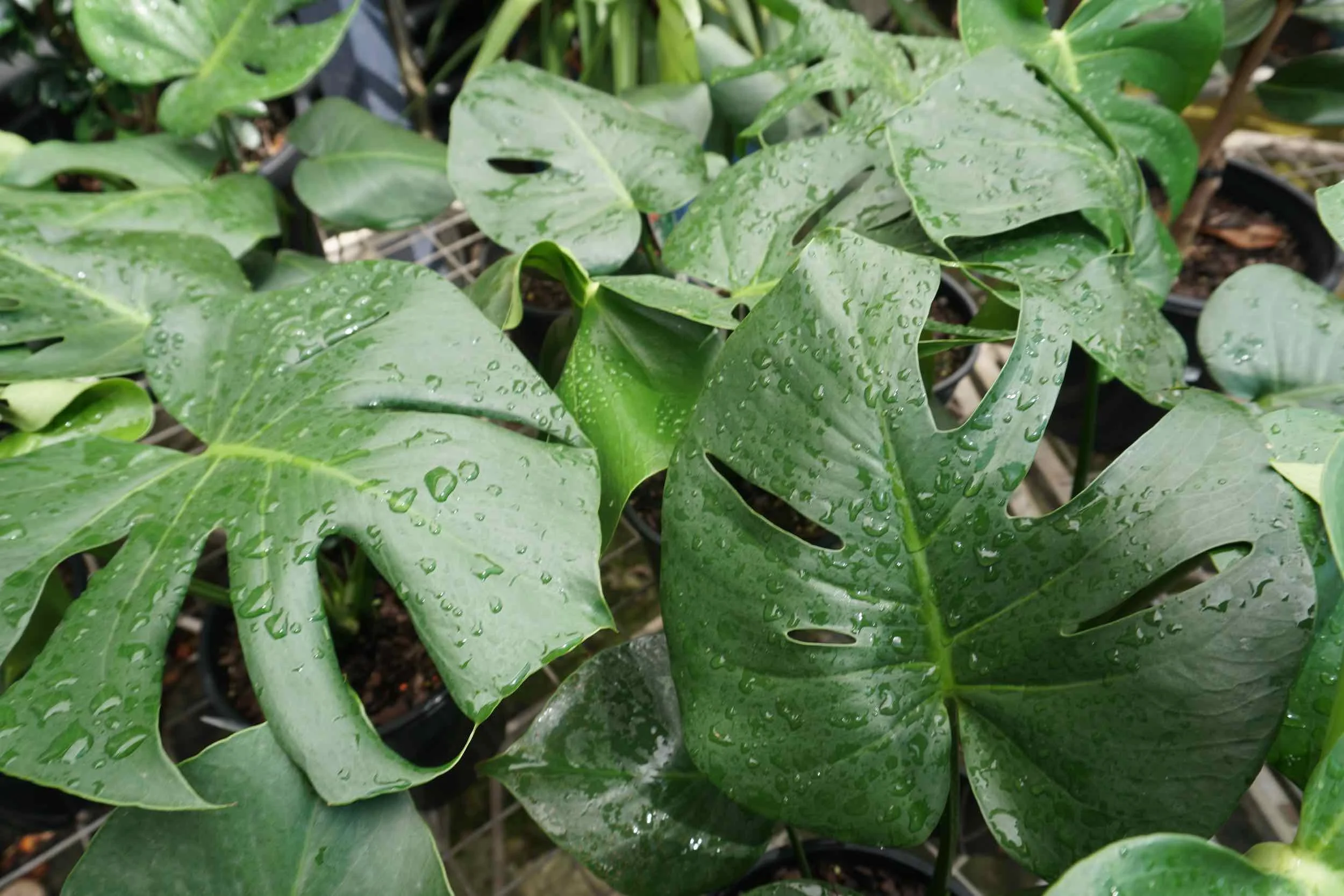 Monstera.jpg