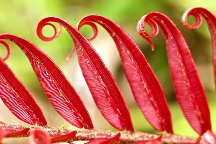 taveuni flower.jpg