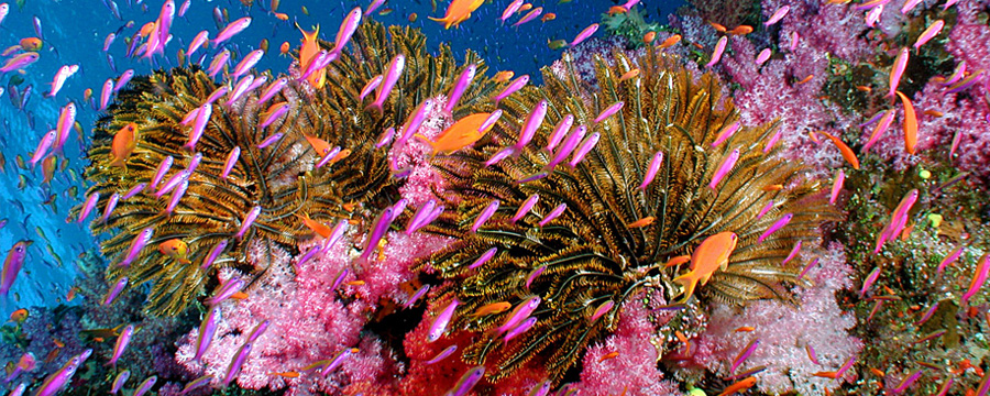 Taveuni rainbowreef.jpg