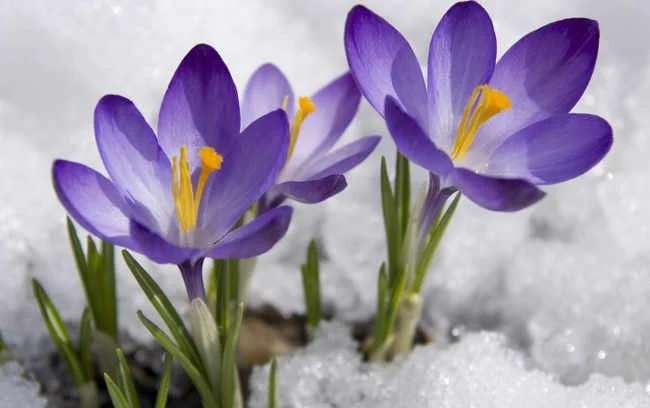 crocusp.jpg