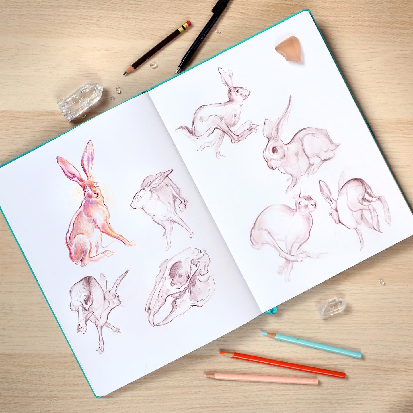 Leporidae 🐇

#sketchbookdrawing #sketchbookart #sketchbookpage #rabbits #hare #pencildrawing #creatureart #pencilsketch #coloredpencil #rabbitart