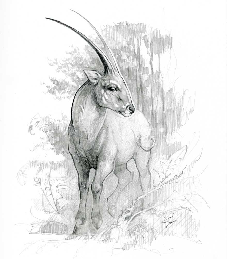 ashereast_sketchbook1_saola.png