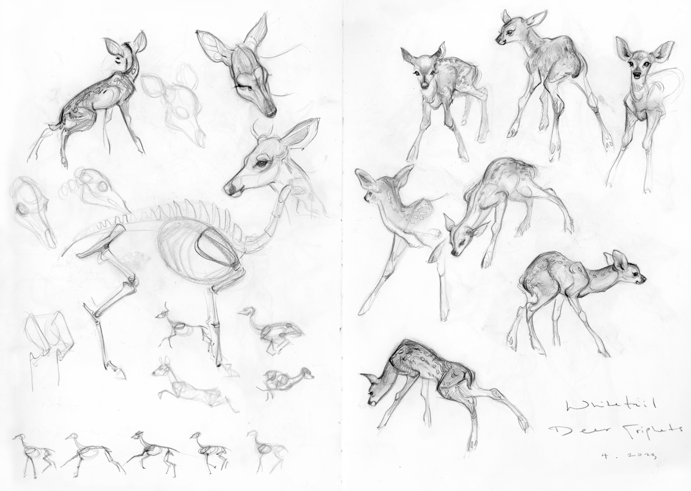 ashereast_sketchbook_whitetail_deer_42023.png