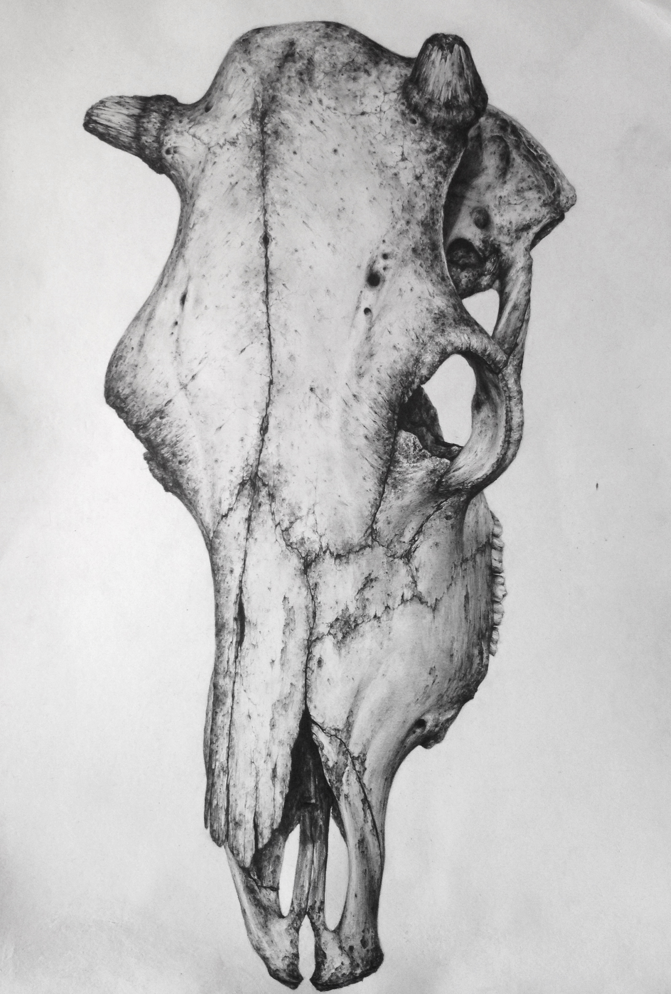 bos graphite. 19x13. 2013