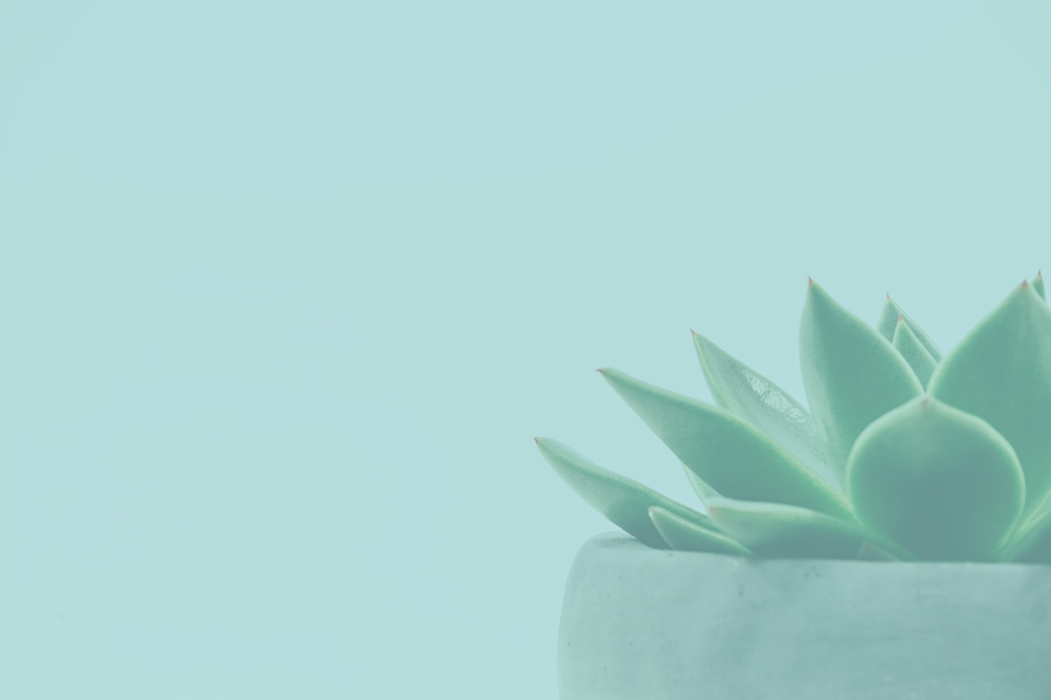 Website_Background_Image_3 copy.jpg