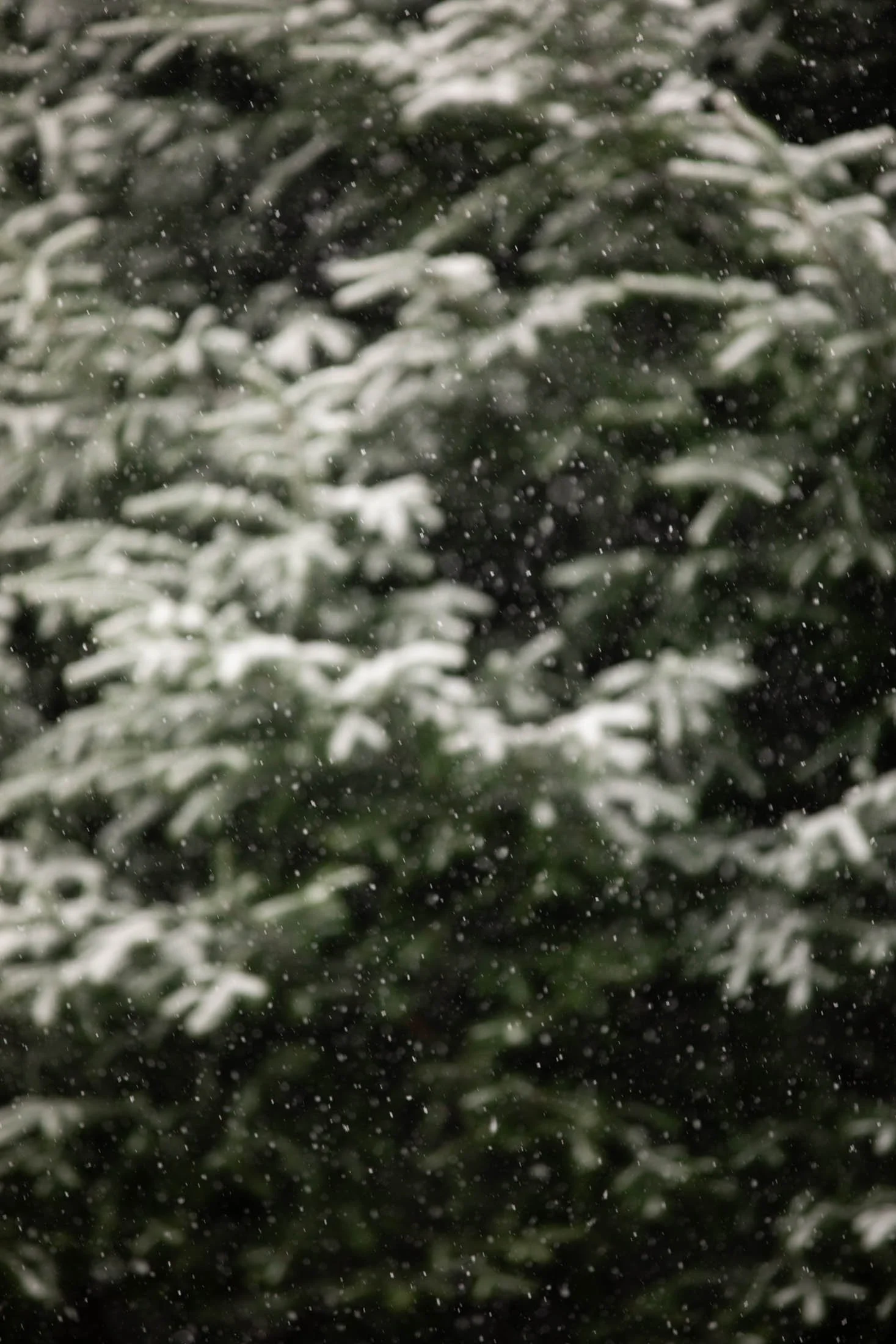 Snow falling in front of blurred evergreen tree branches.