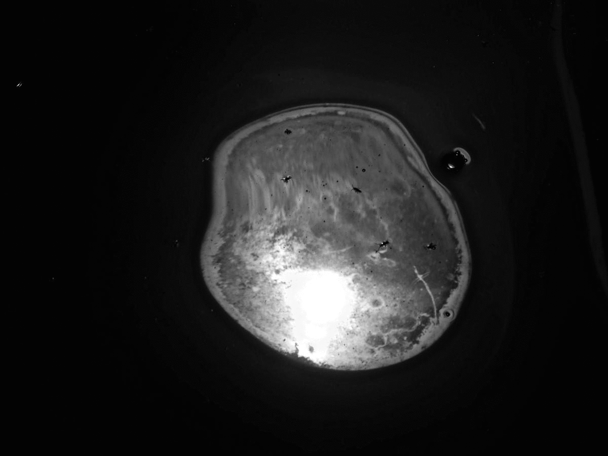 orb
