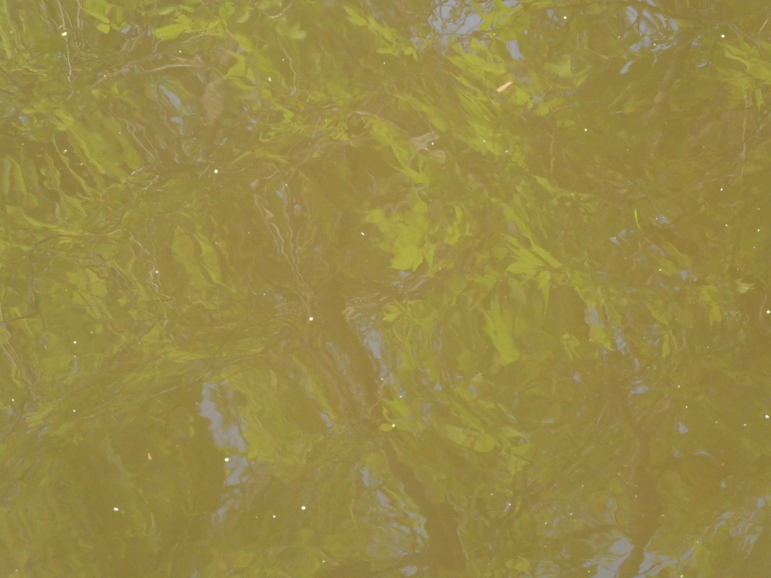treespill.gif