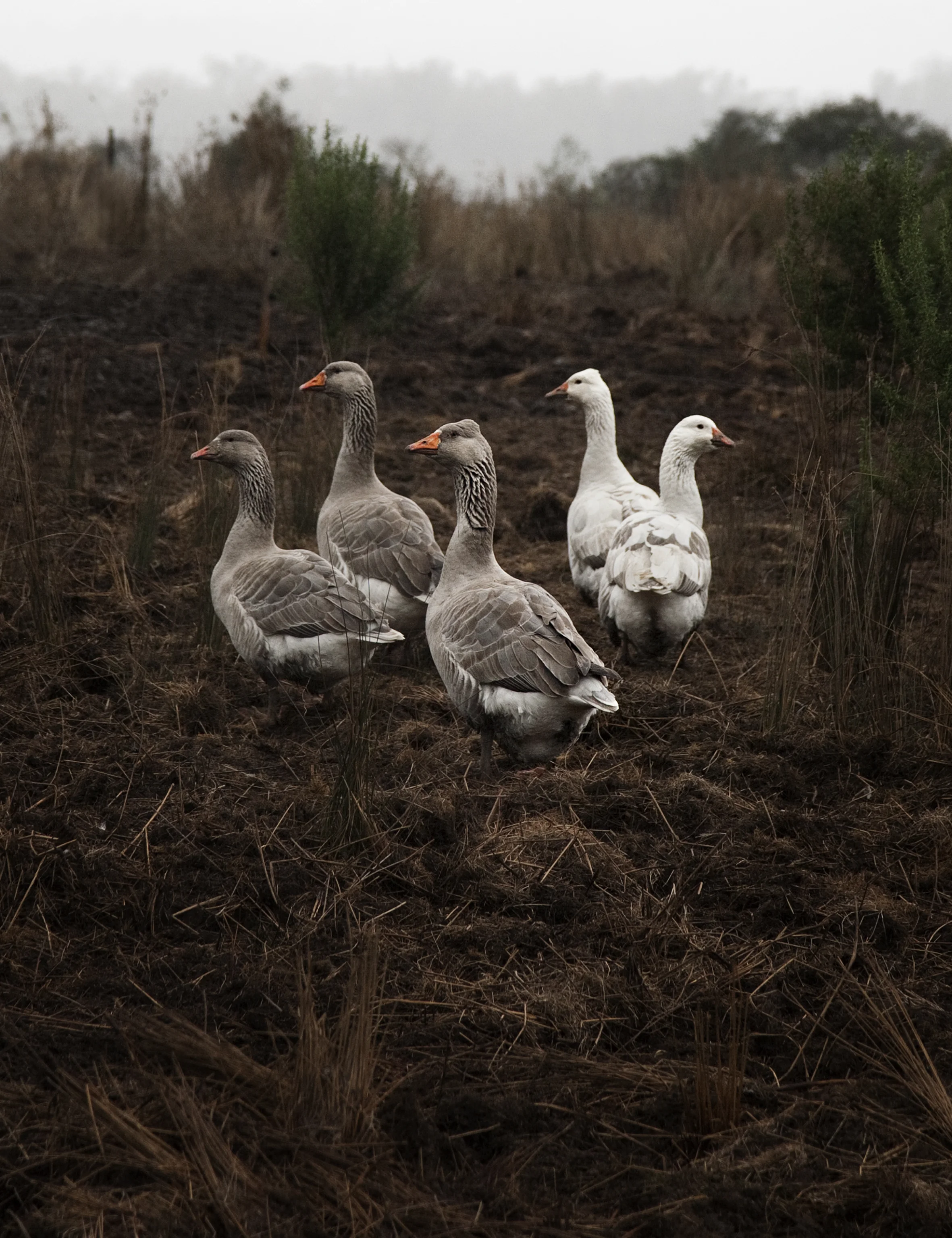 Geese_3179.jpg