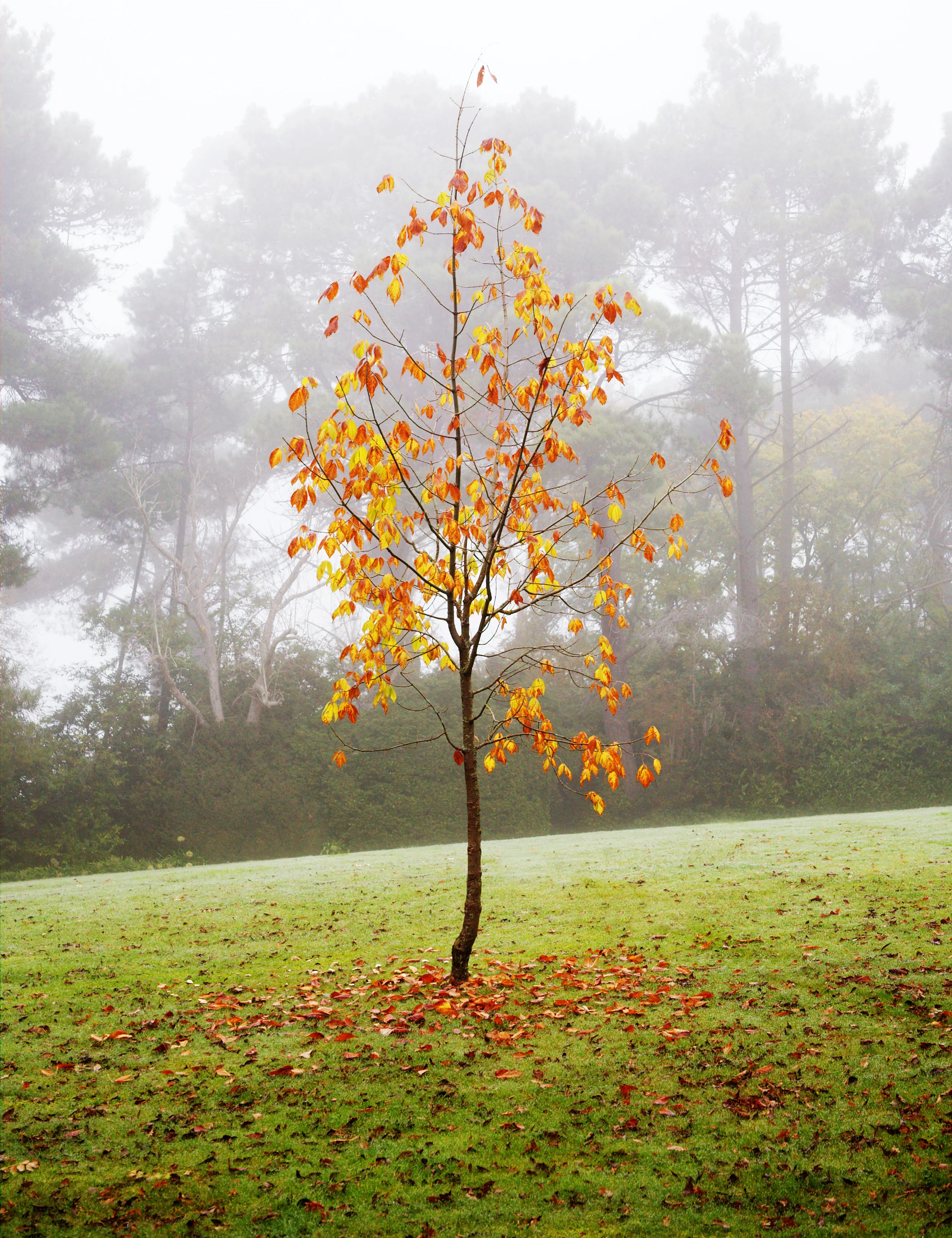 Autumn2.jpg