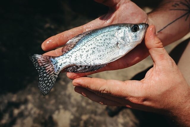 Now more than ever, I&rsquo;m grateful to have a partner who&rsquo;s spent all his spare time over the years finding secluded fishing spots. 🎣
.
.
.
#outdoors #fish #socialdistancing #fishing #crappie #subjectlight #raleighphotographer #nature #visu