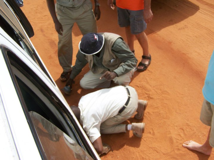 Lion bait.