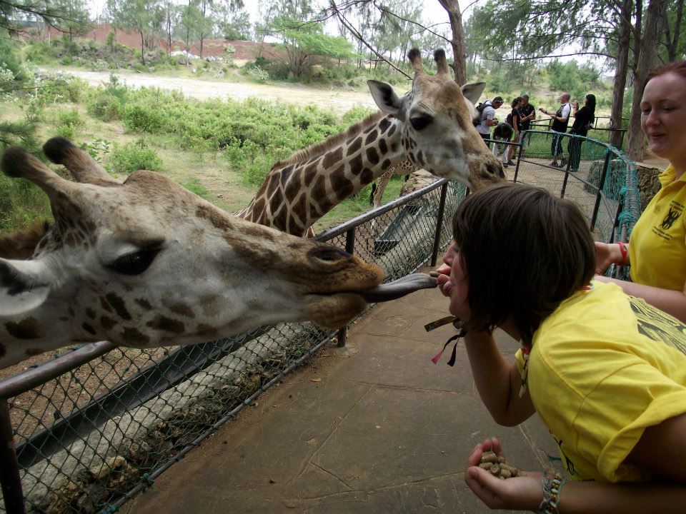 Trying to get a kiss from a giraffe.