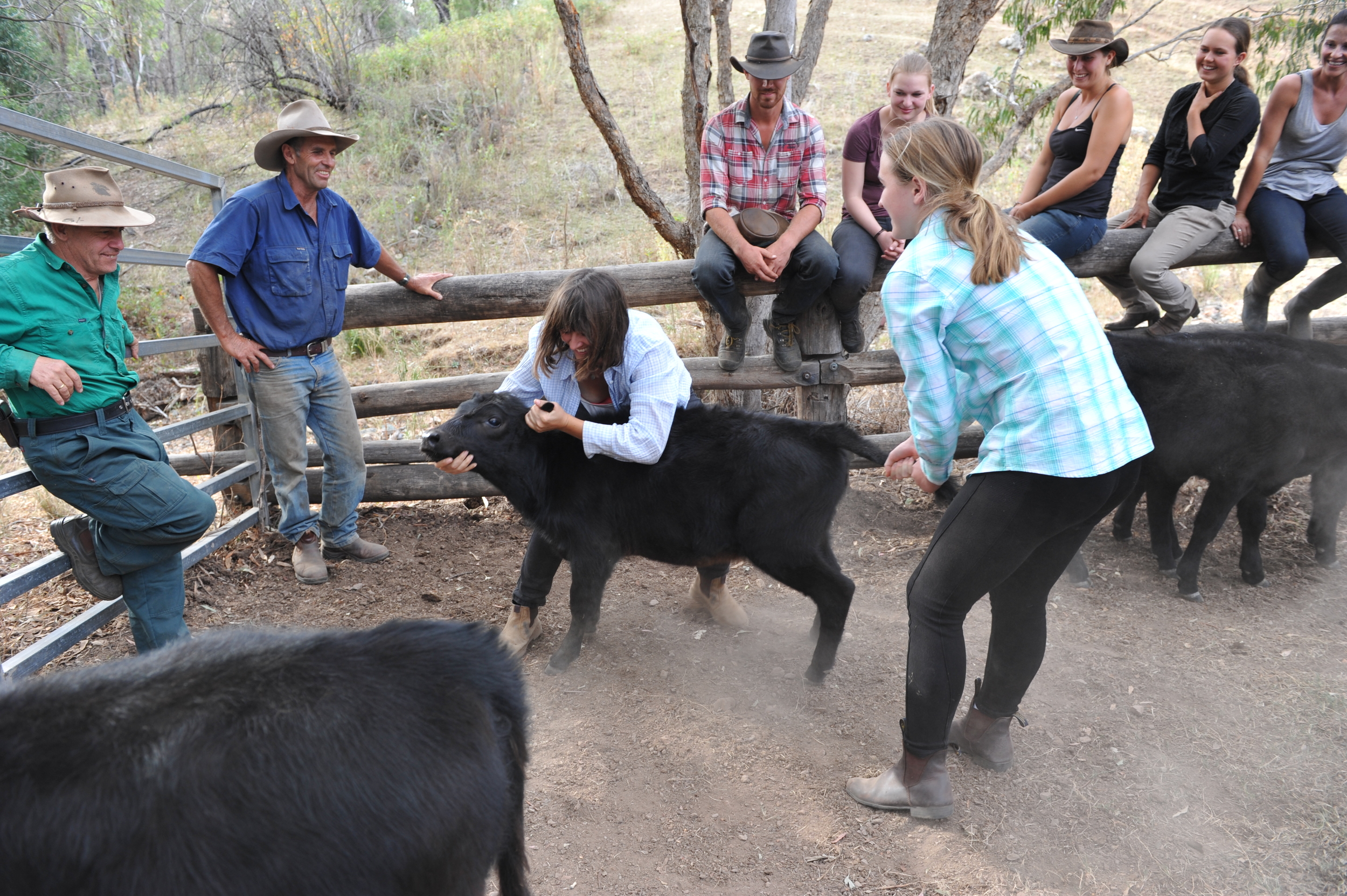 Calf wrestling.