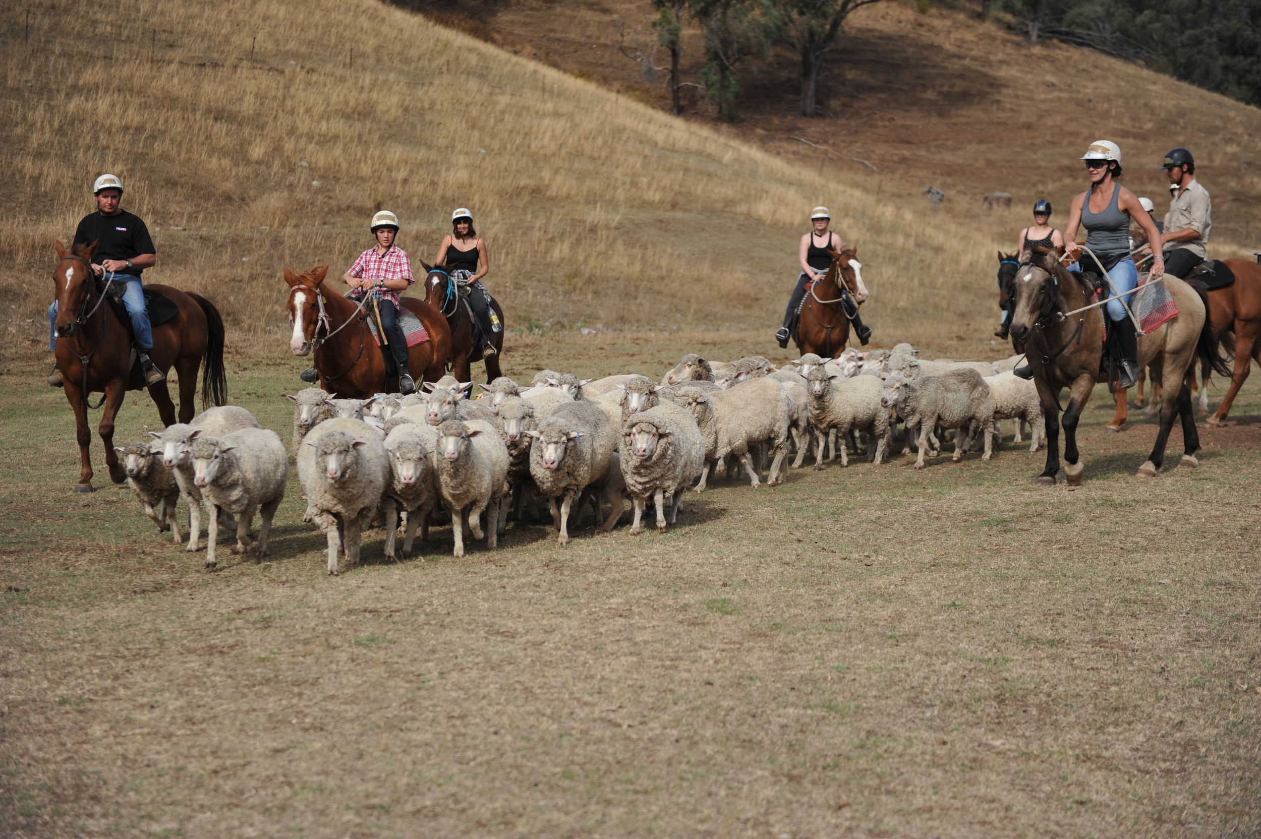Mustering sheep.
