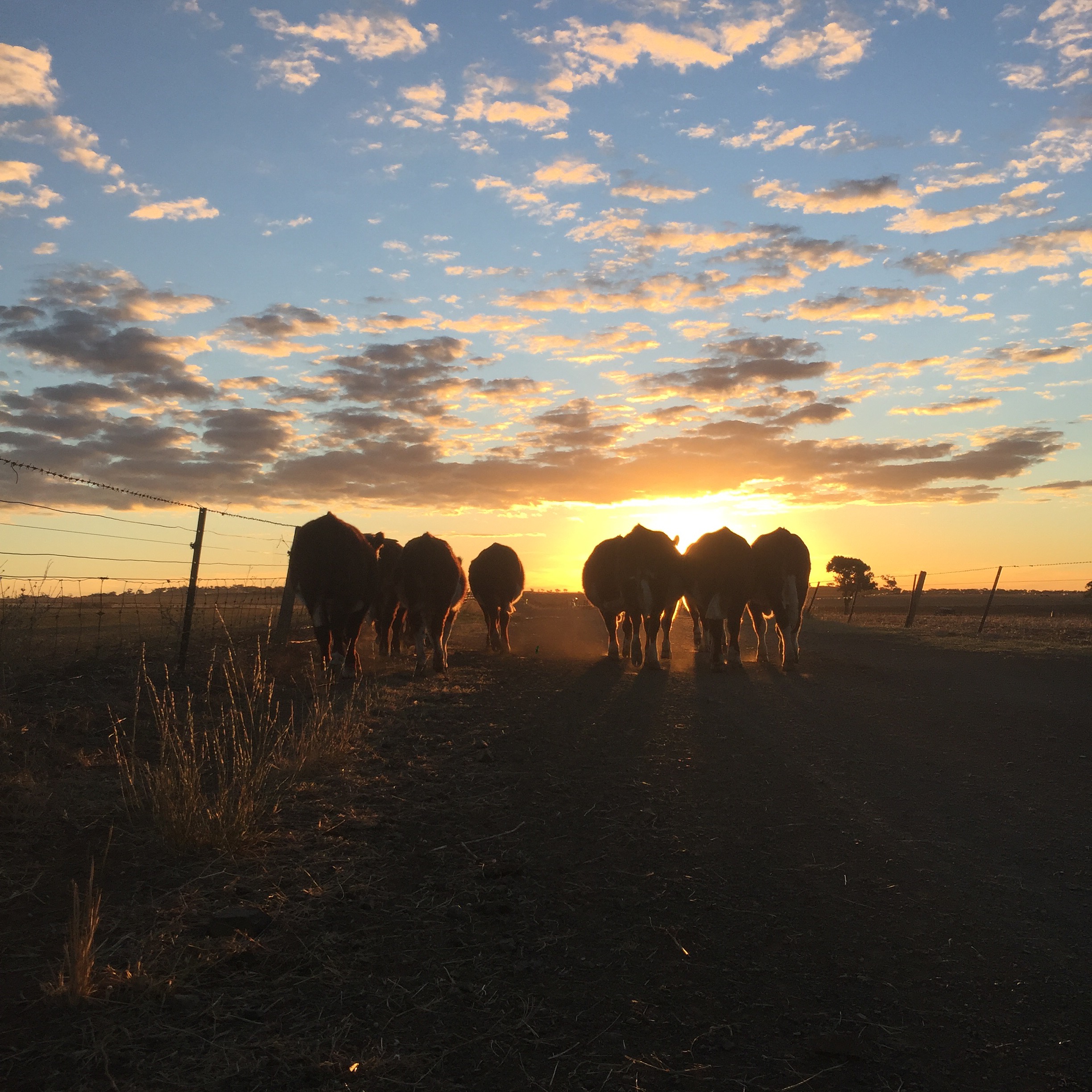 Herding the cows home.