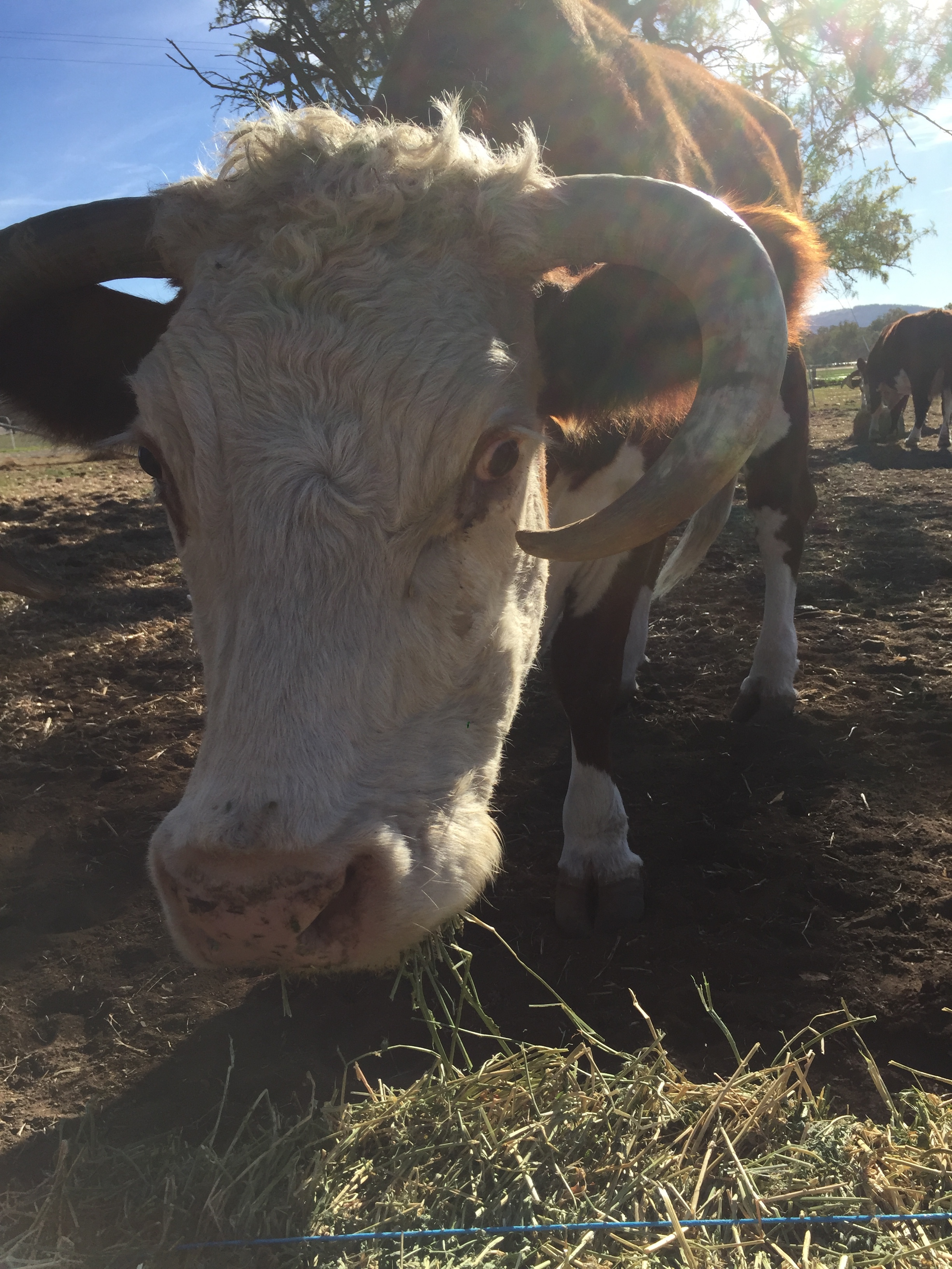 There are hundreds of positions on farms, where you can work in exchange for food and accommodation.