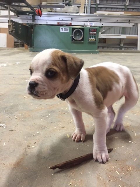 Puppy.