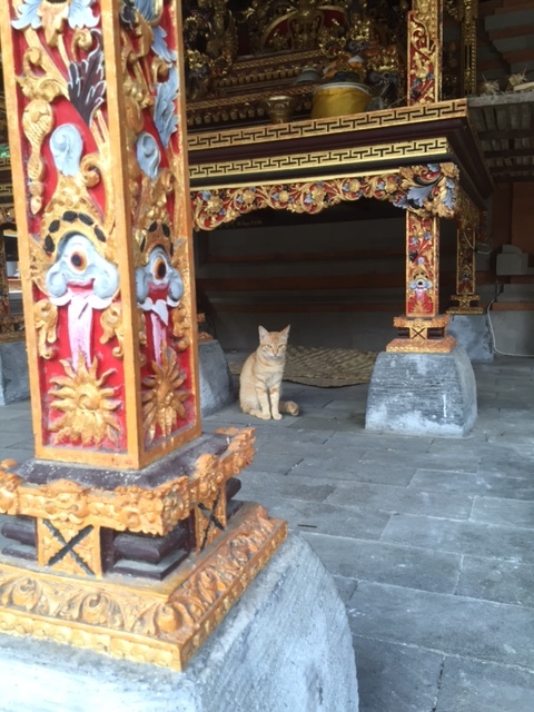 Temple kitty.