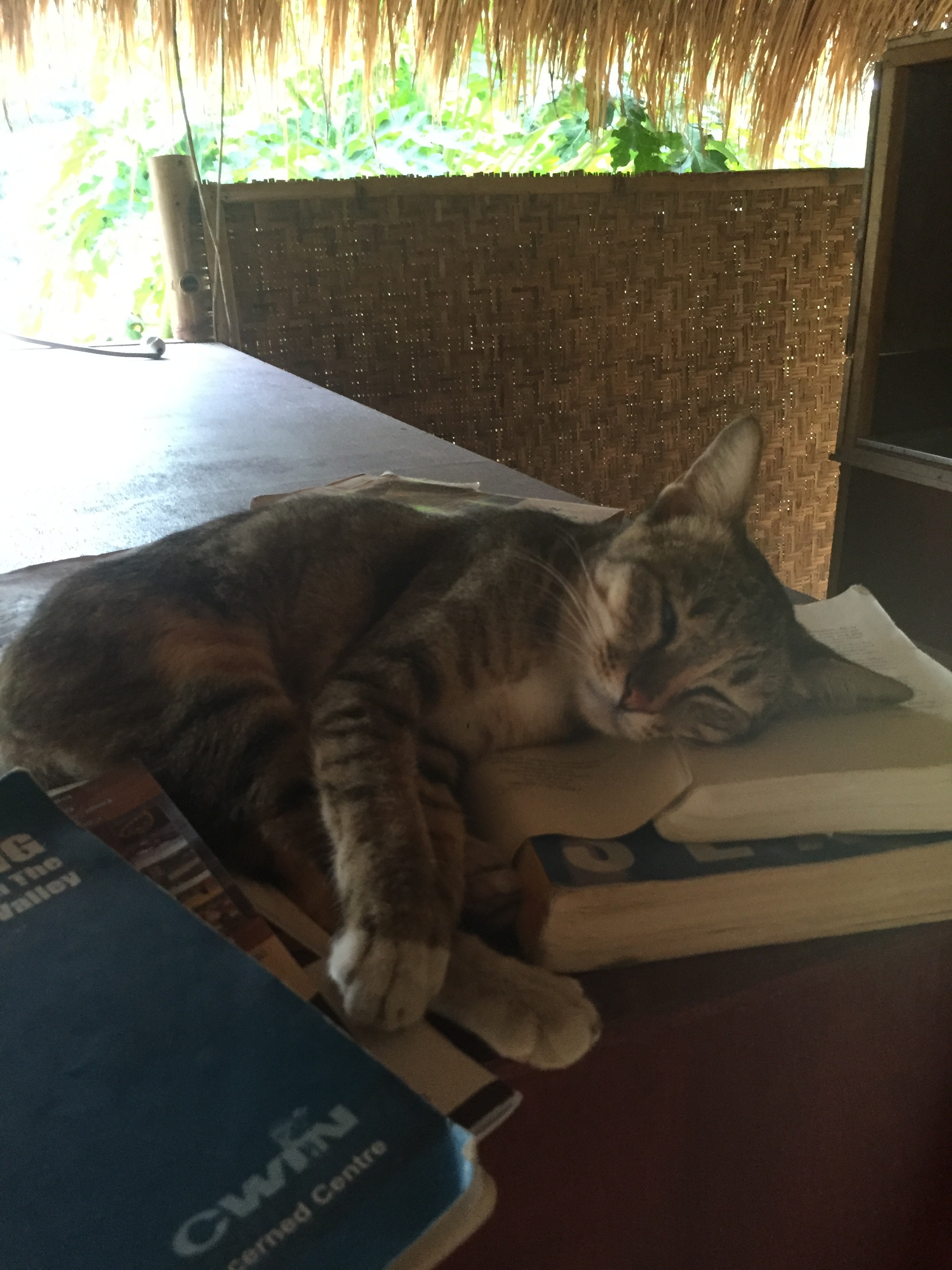 Made friends with a little book cat though.