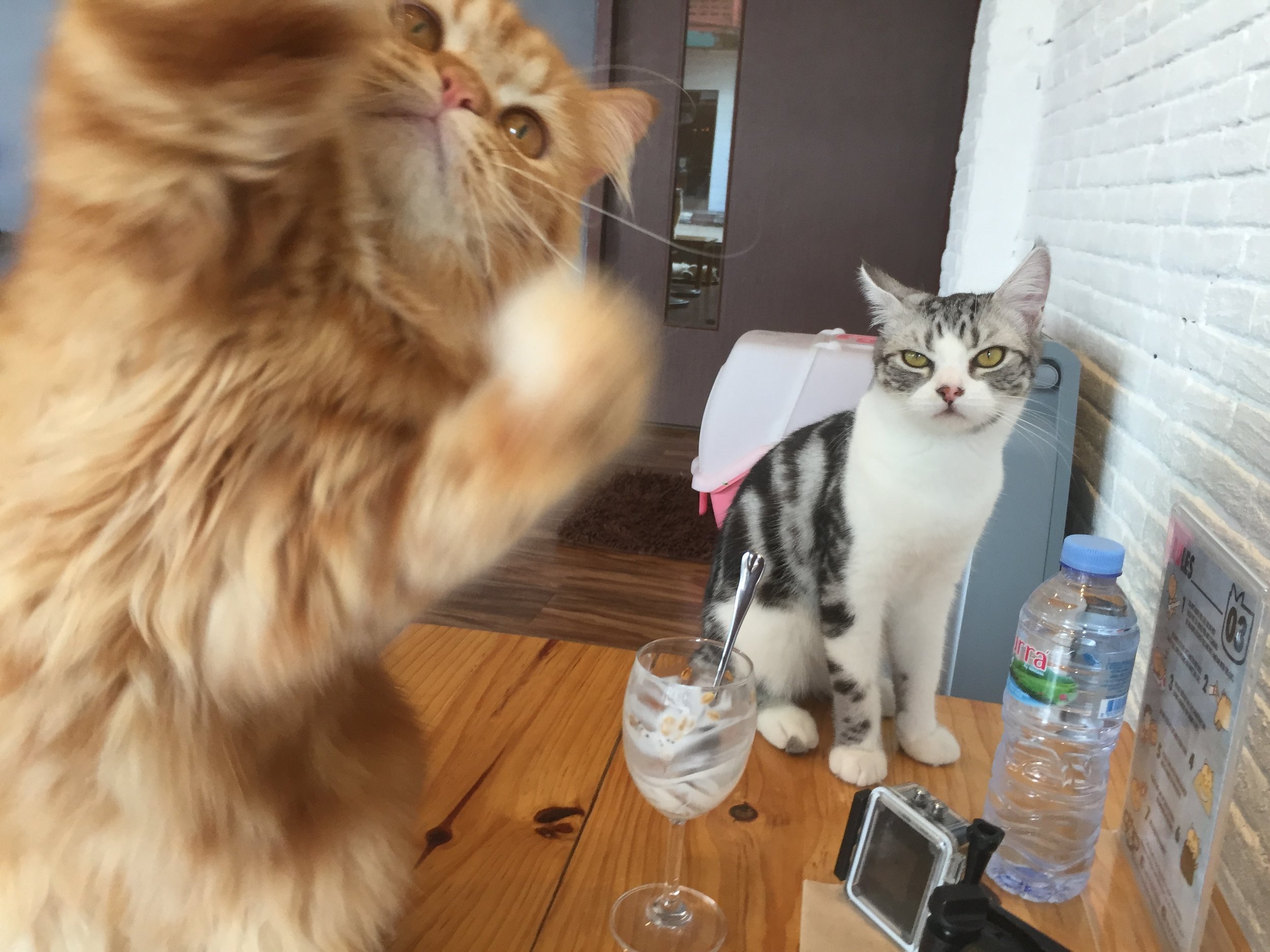 One cat was not amused.