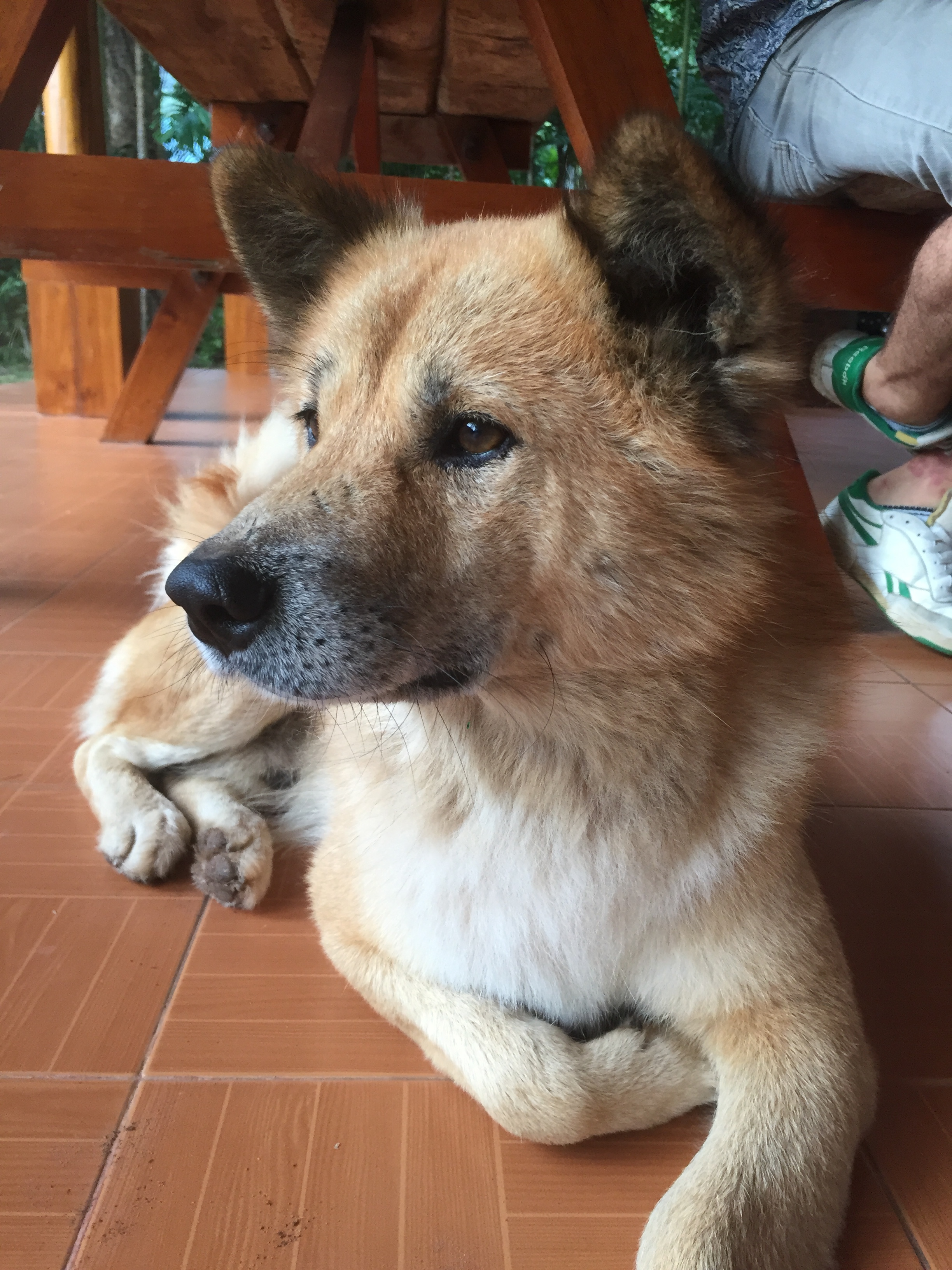 Howling Monastery dog.